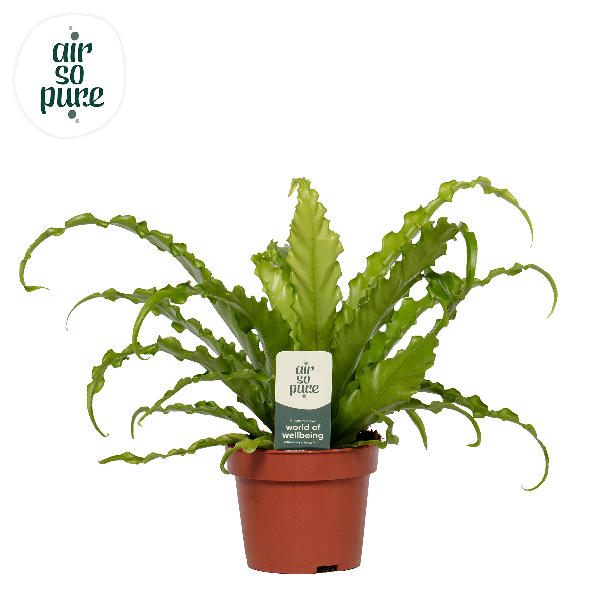 Picture of Asplenium Osaka ASP P12 35CM