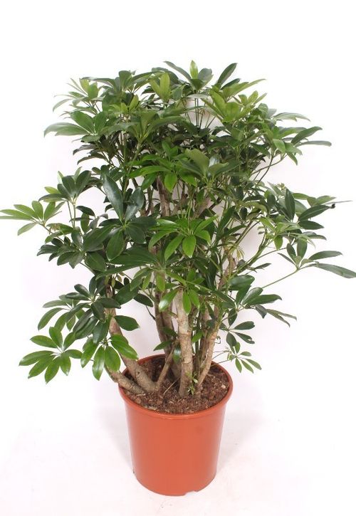 Schefflera arboricola 'Compacta' p30 fachjan
