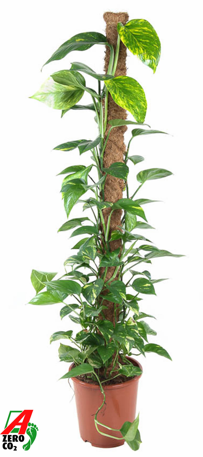 Picture of Epipremnum Pinnatum Moss Stick P27 150CM (LOOSE)