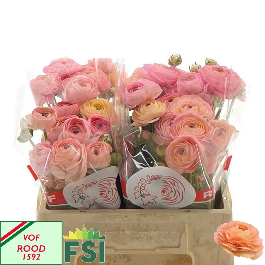 Ranunculus Elegance Salmon 40cm