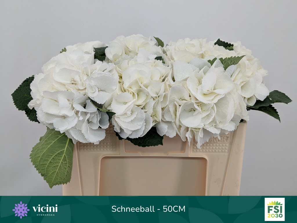 Hydrangea Schneeball 50cm 16Ø