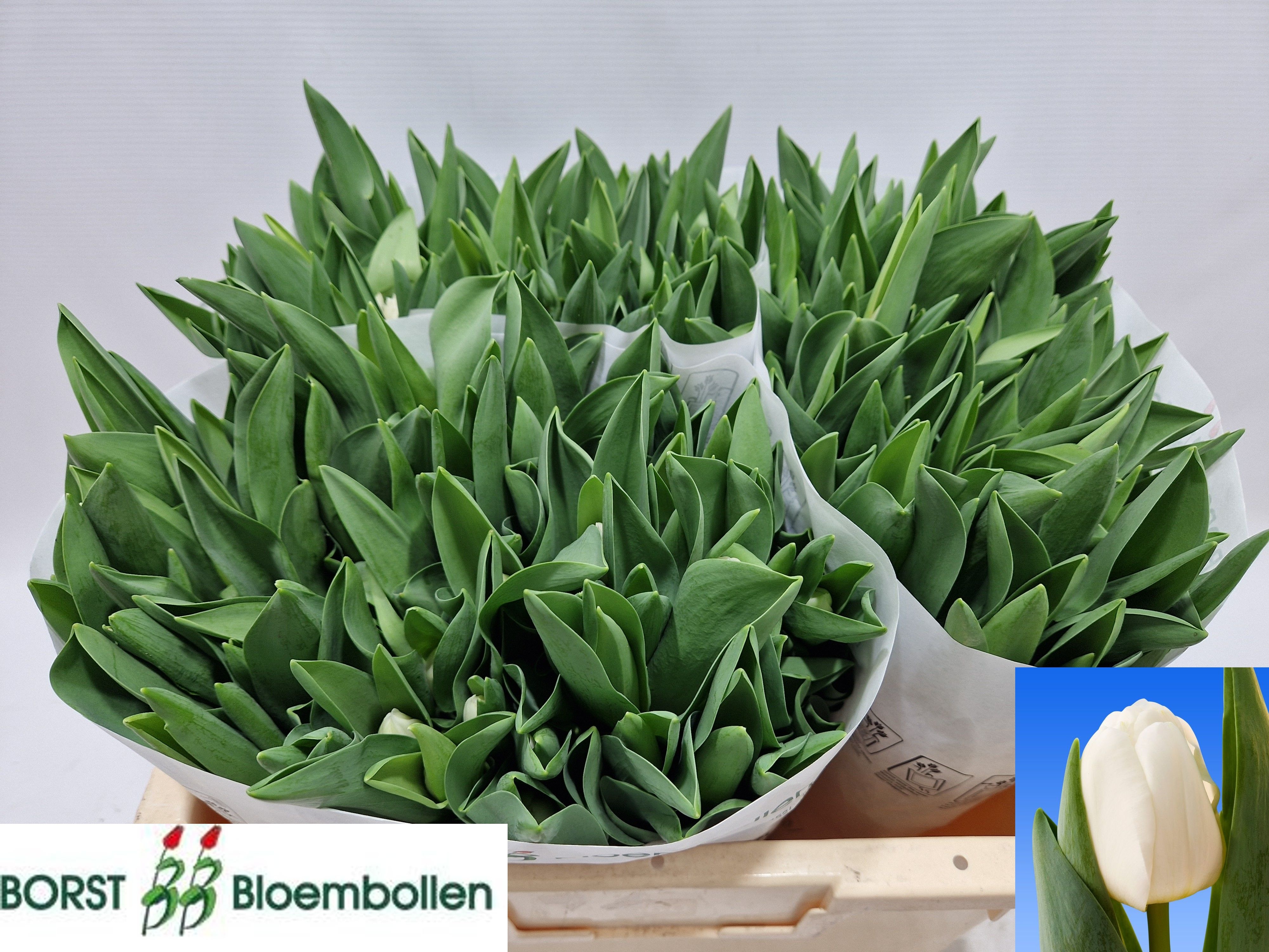 Tulipa Royal Virgin 34cm 30gram