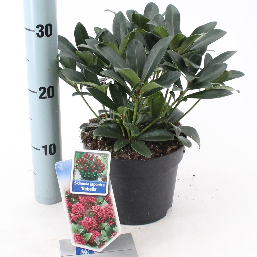 Picture of Skimmia jap. 'Rubella'