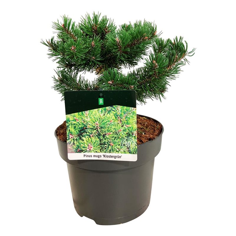 Picture of Pinus mugo 'Klostergrün'