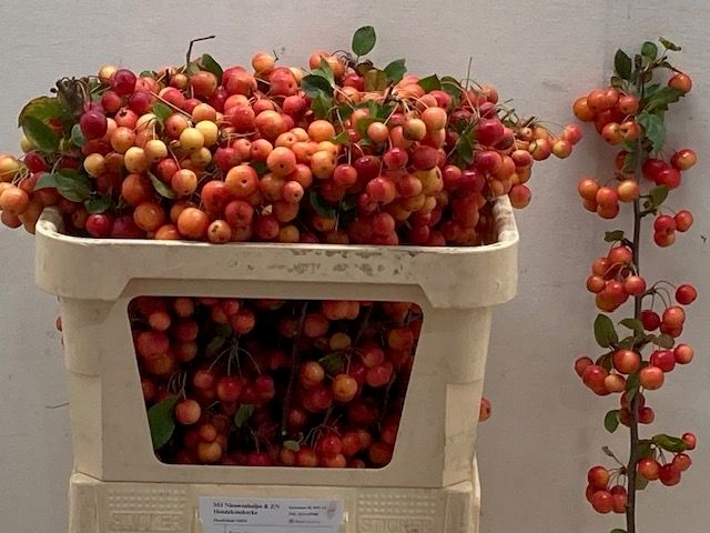 Malus Red Sentinel