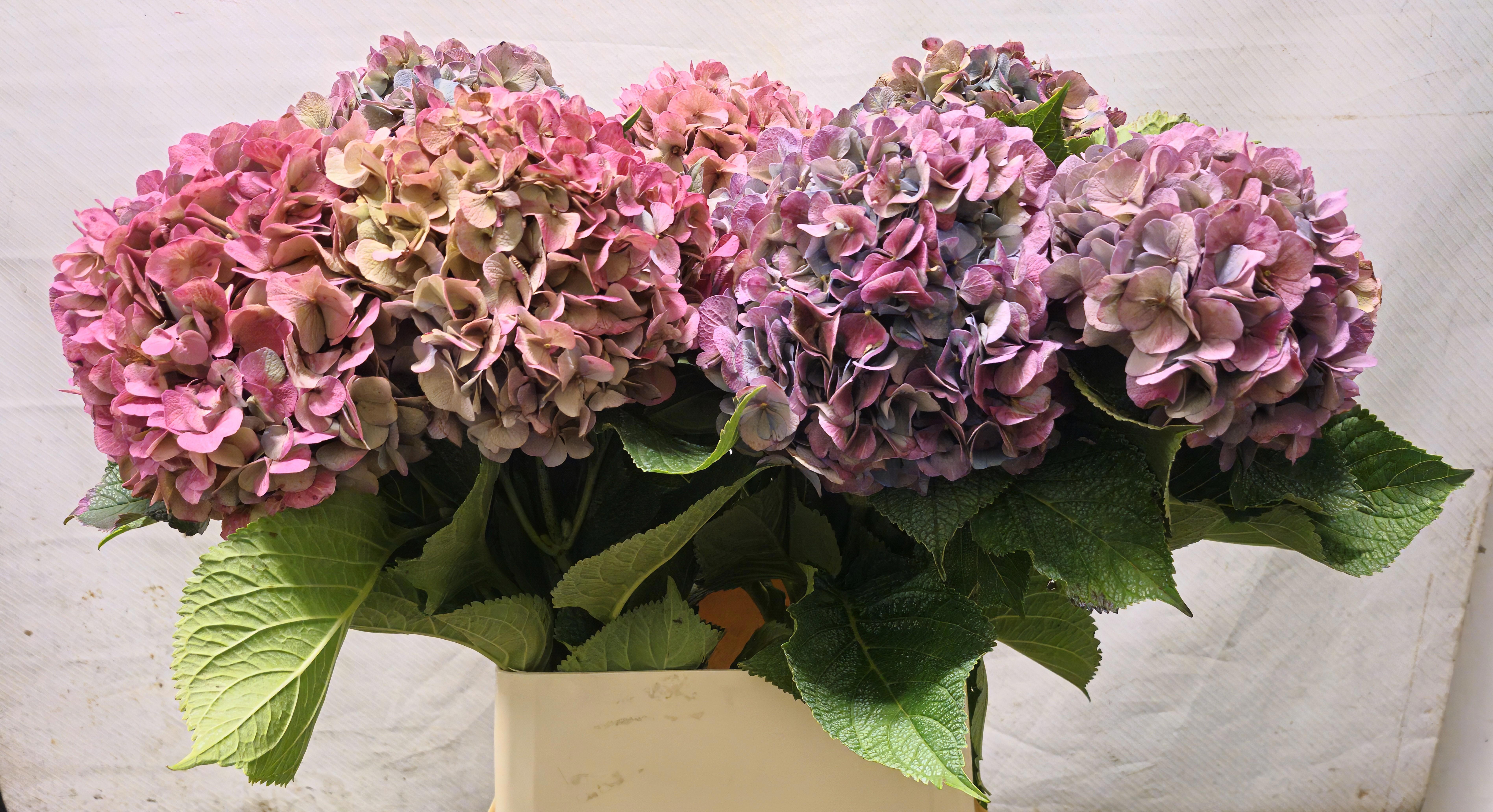 Hydrangea Bodensee Clas 90cm 22Ø