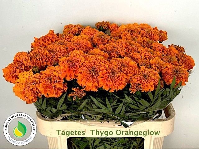 Tage E Th Orange Gl 80cm