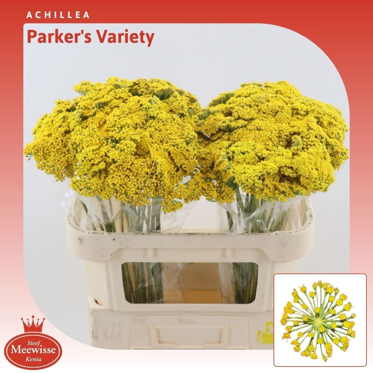 Achillea Parker Variety 70cm