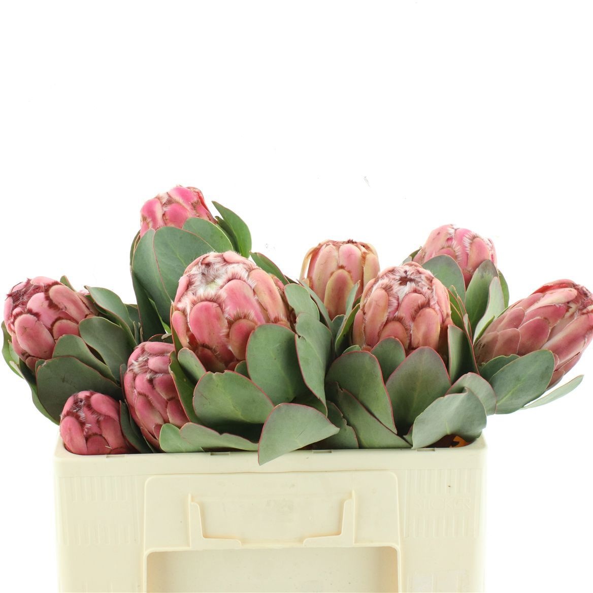 Protea Grandiceps 50cm