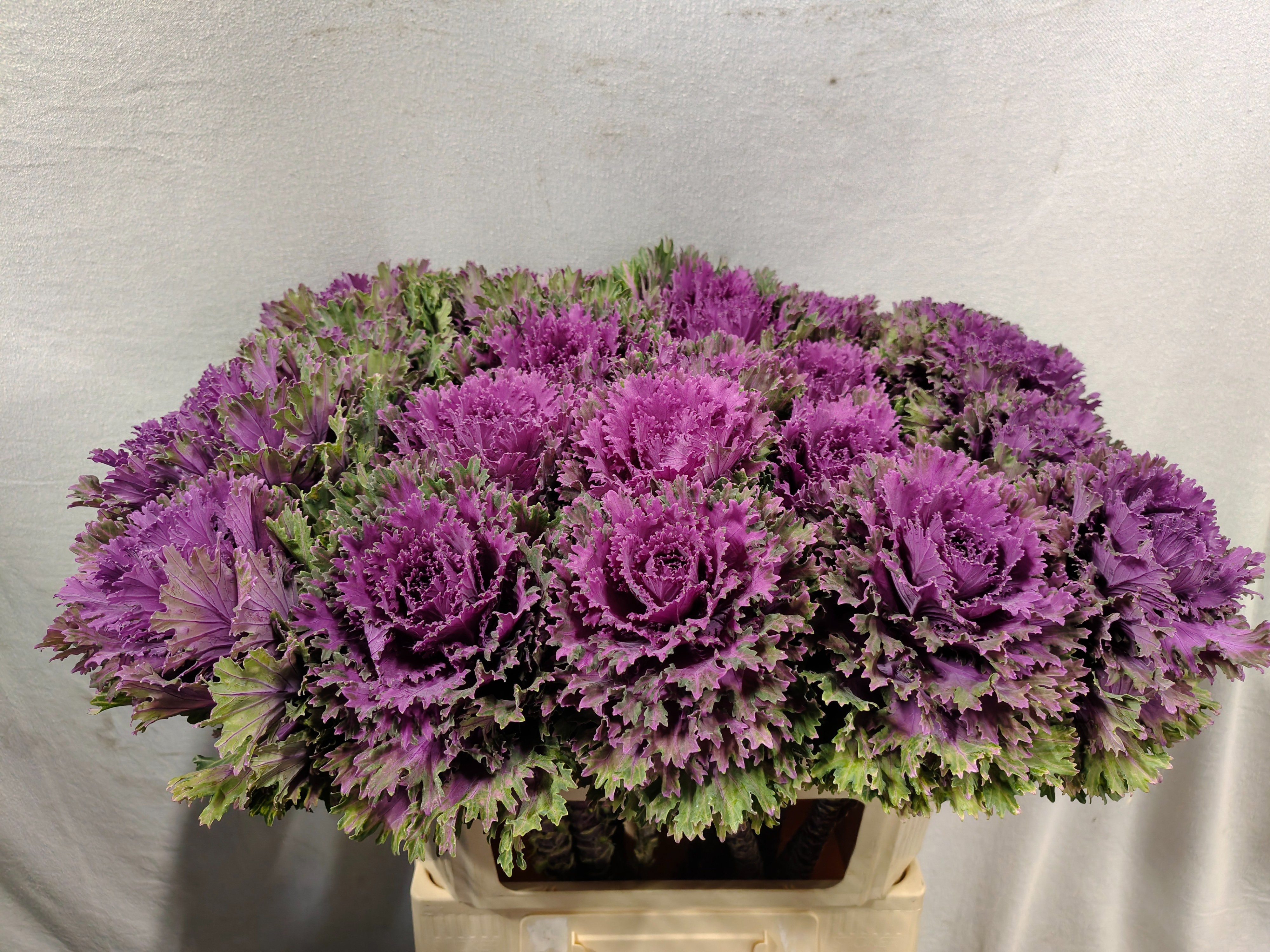 Brassica Altair 70cm