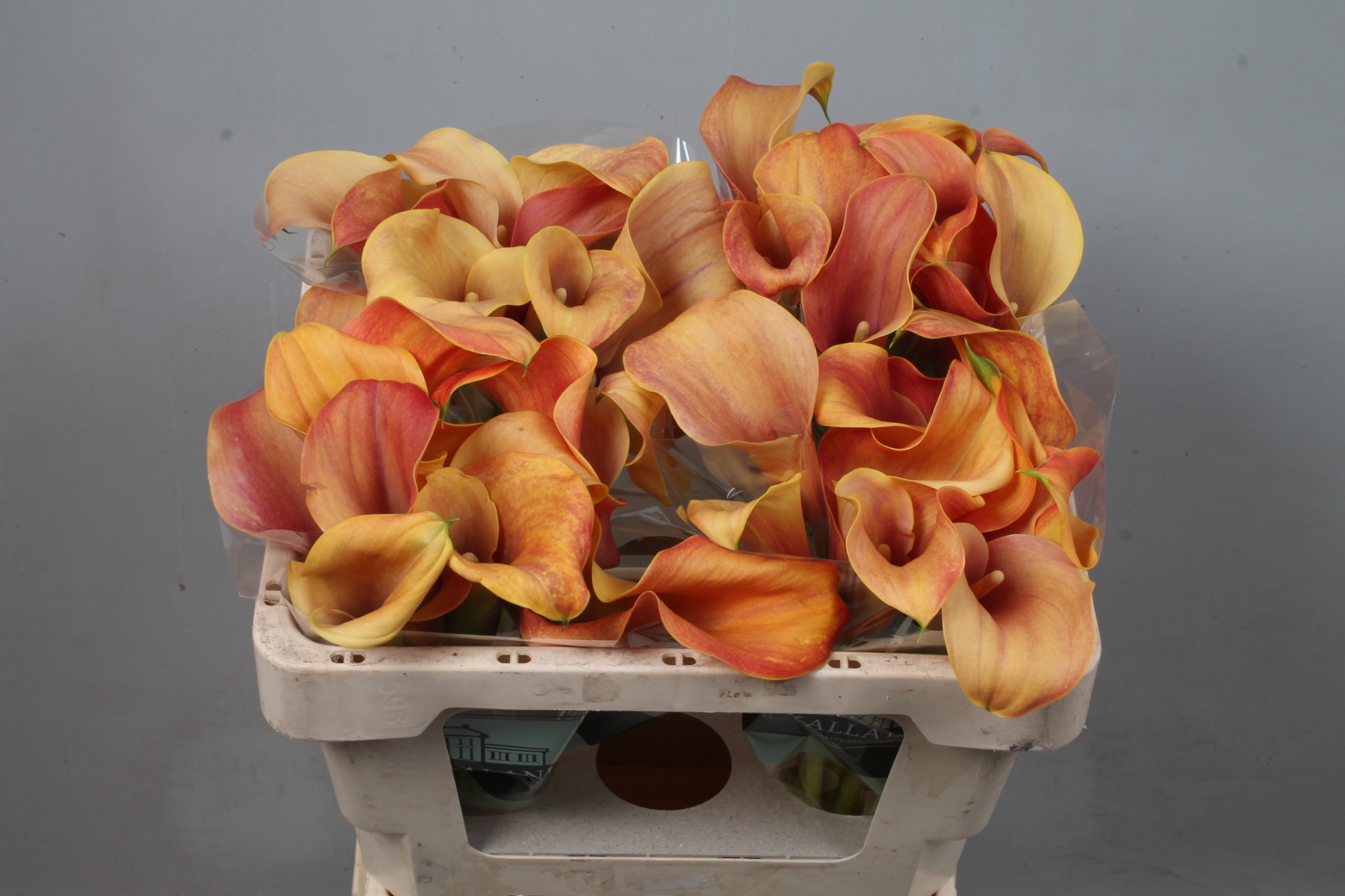 Calla Callista 50cm