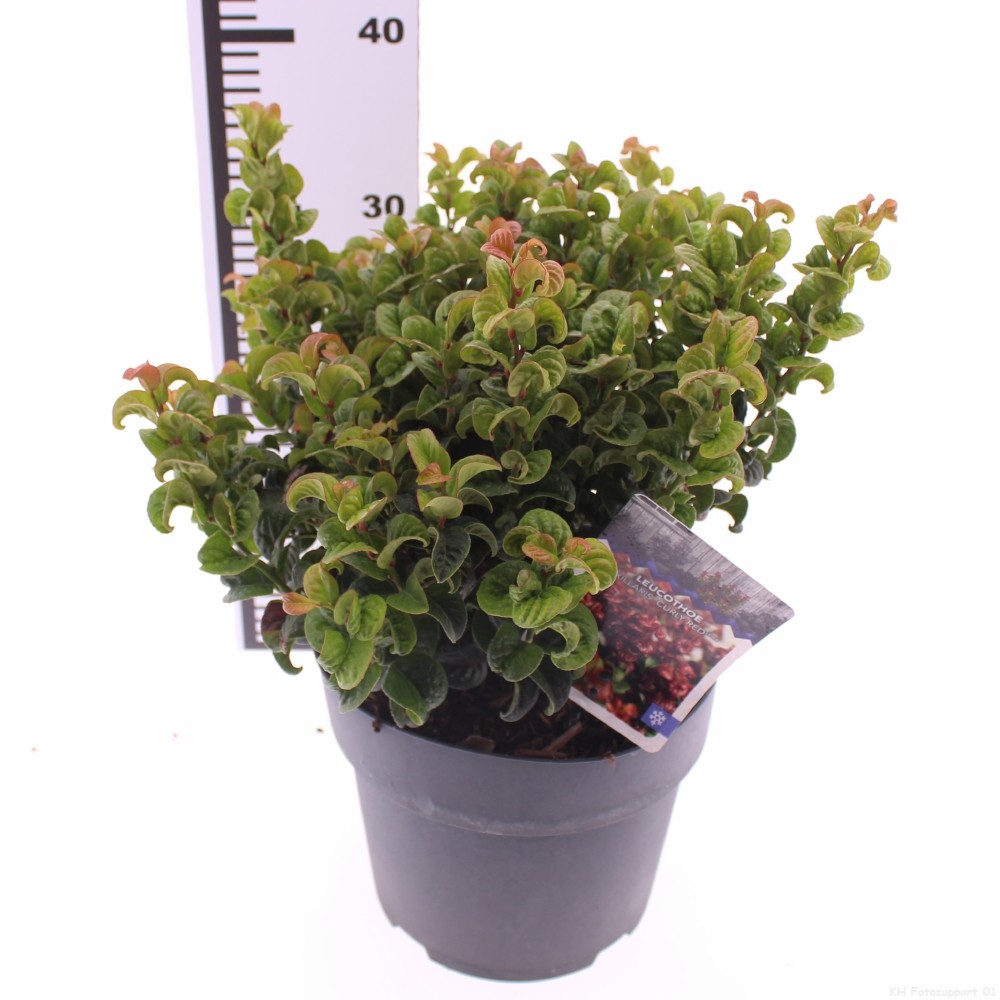 Picture of Leucothoe axillaris 'Curly Red'