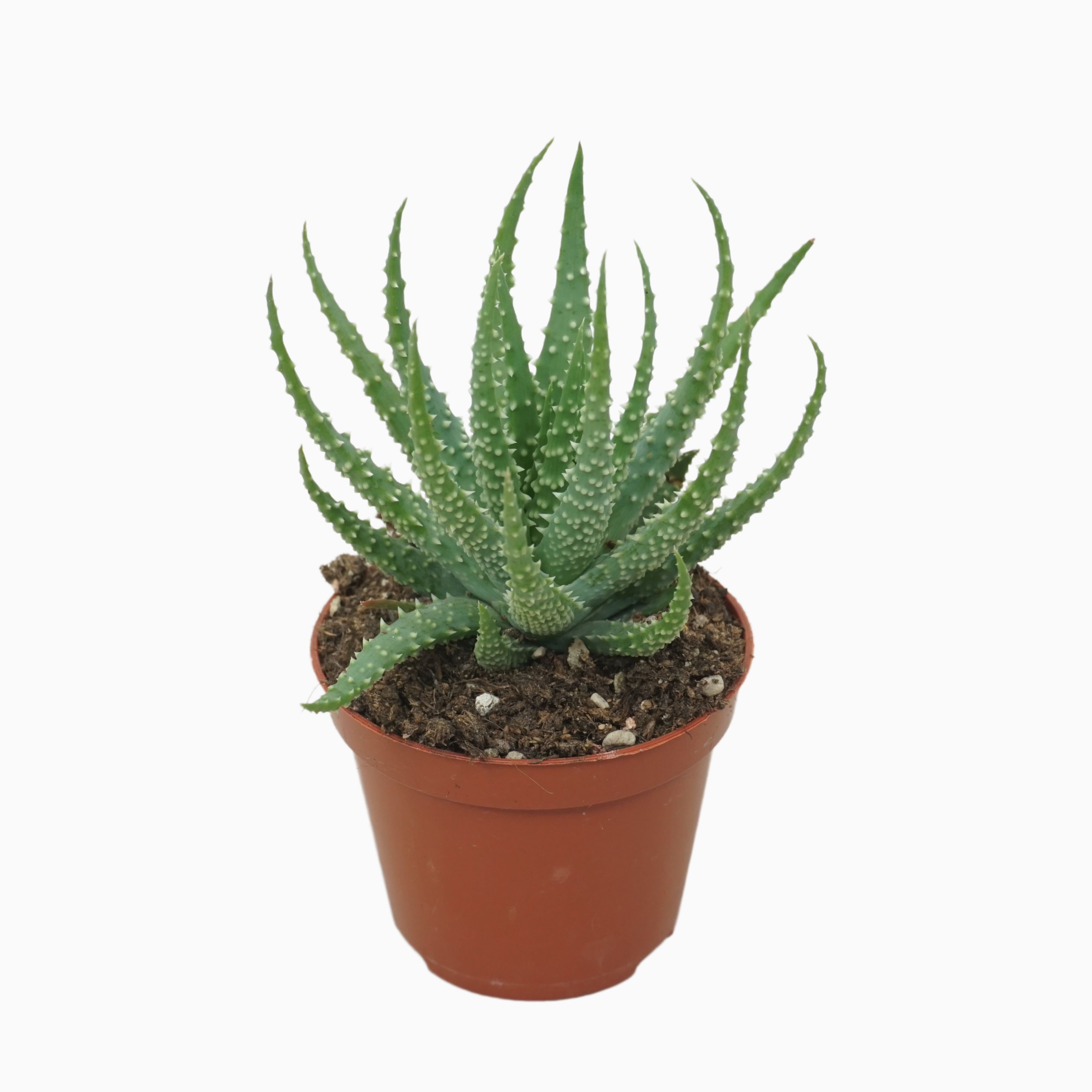 Aloe humilis