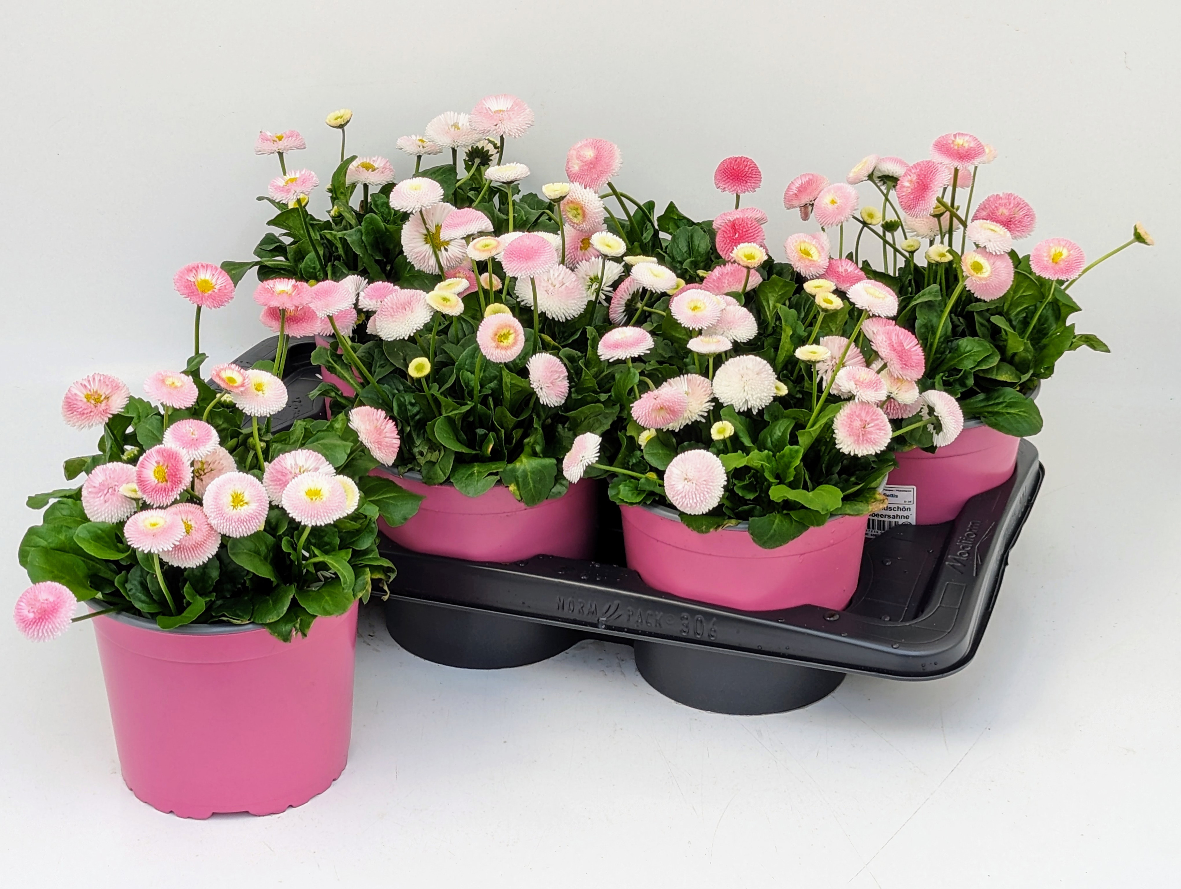 Bellis Tasso Strawberries & Cream T17