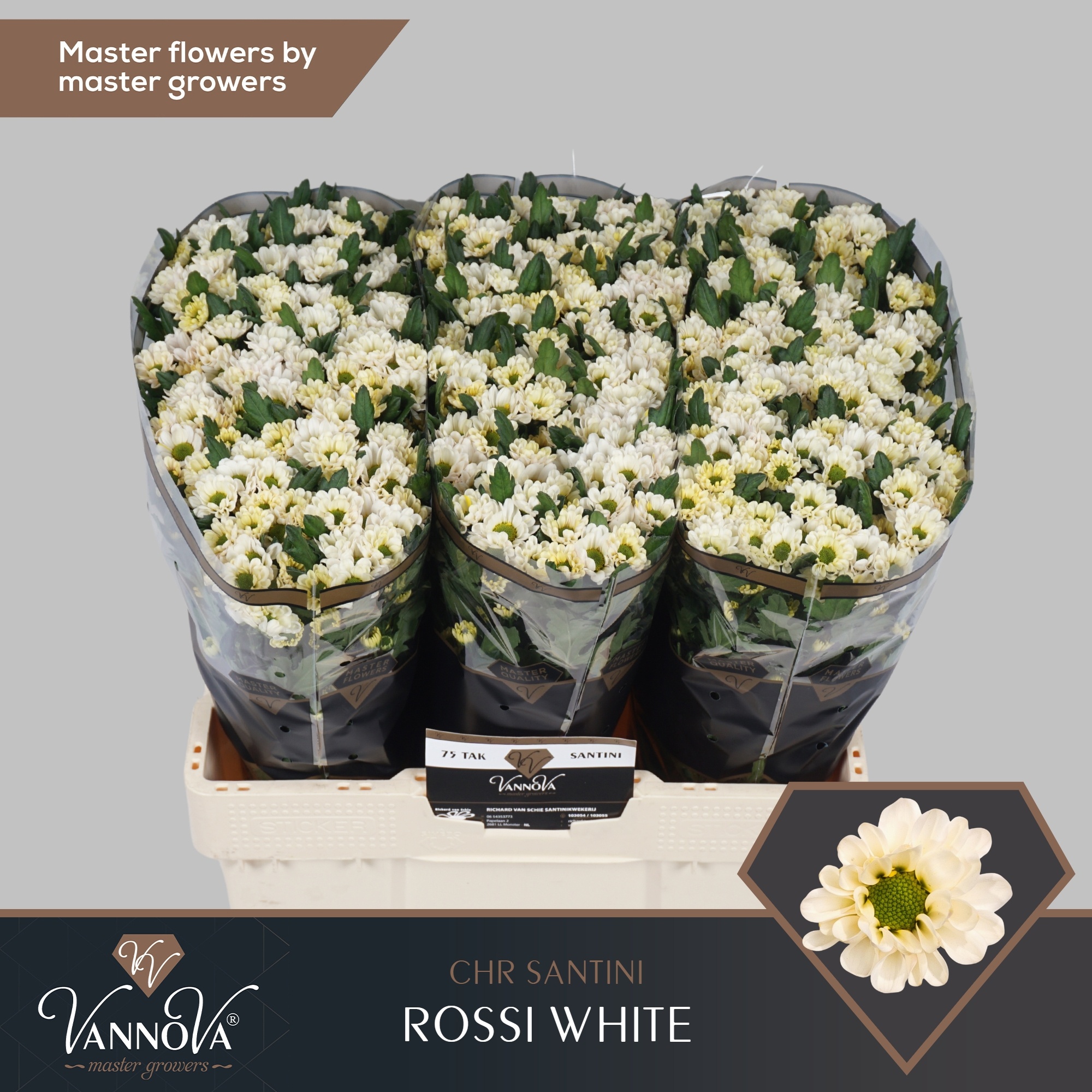 Chr San Rossi White