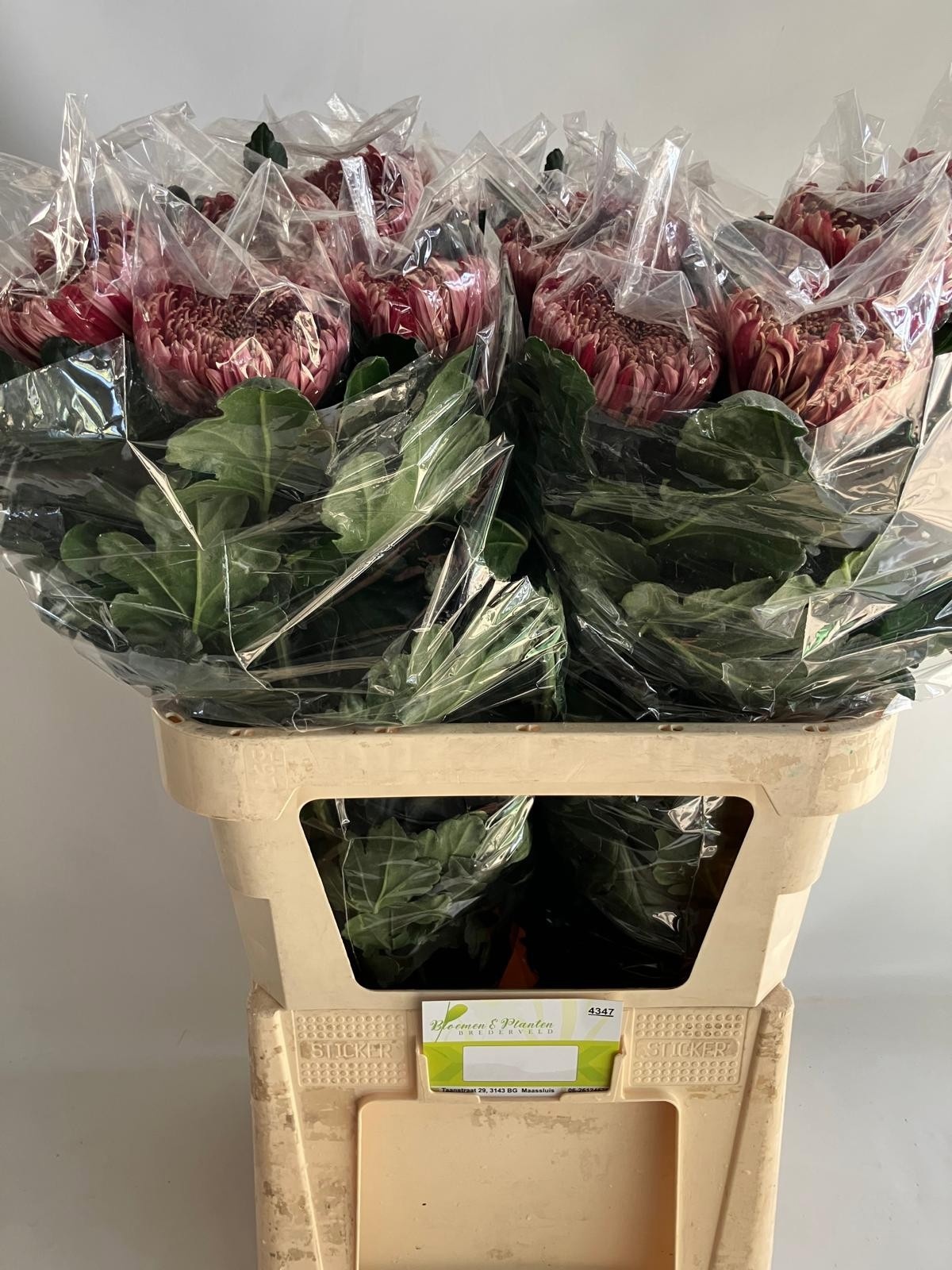 Chrysant Single Regalmist Red 80cm 170gram