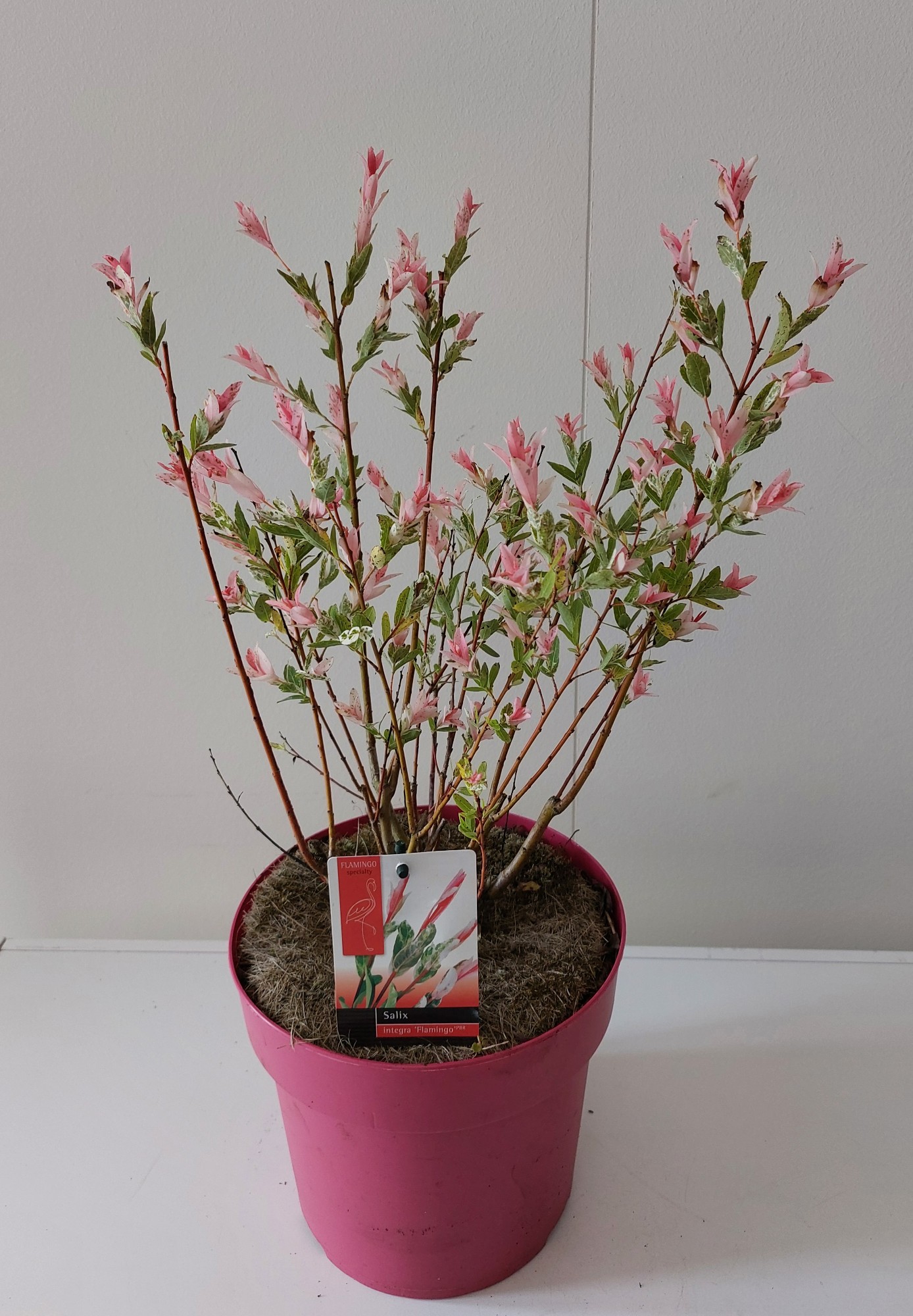 Picture of Salix Flamingo bush p21 Pink pot