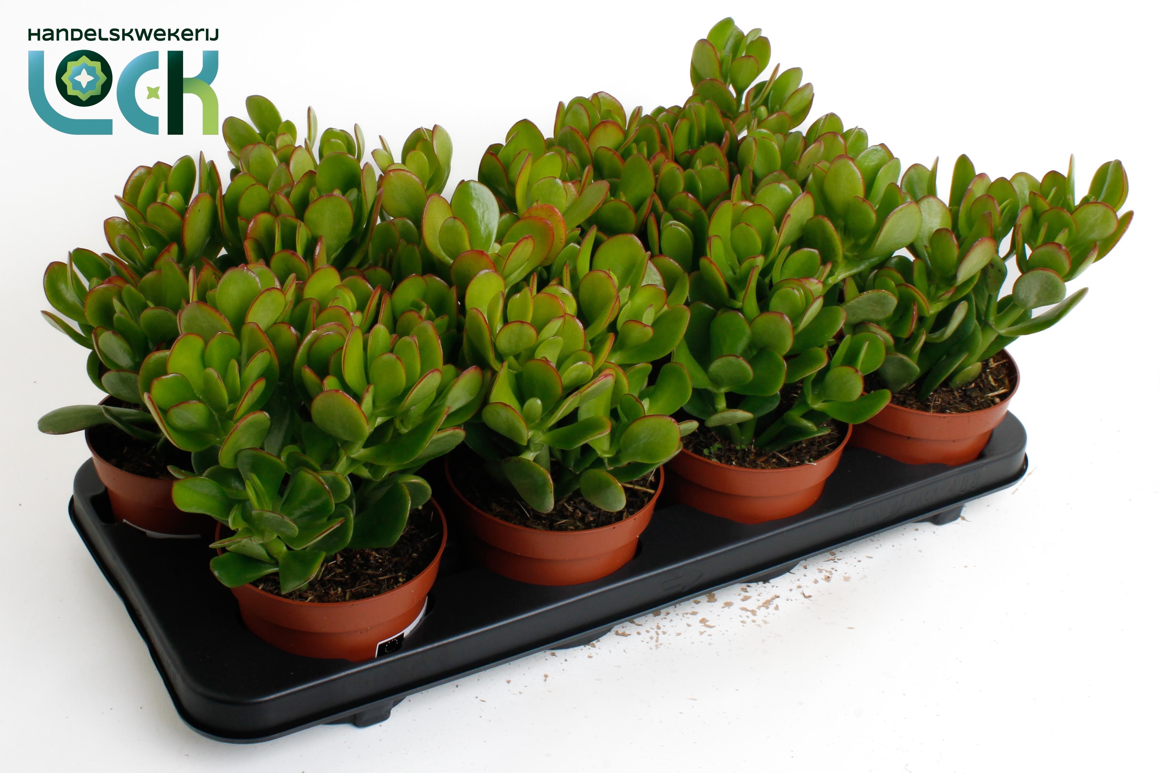 Crass Ovata 12Ø 18cm