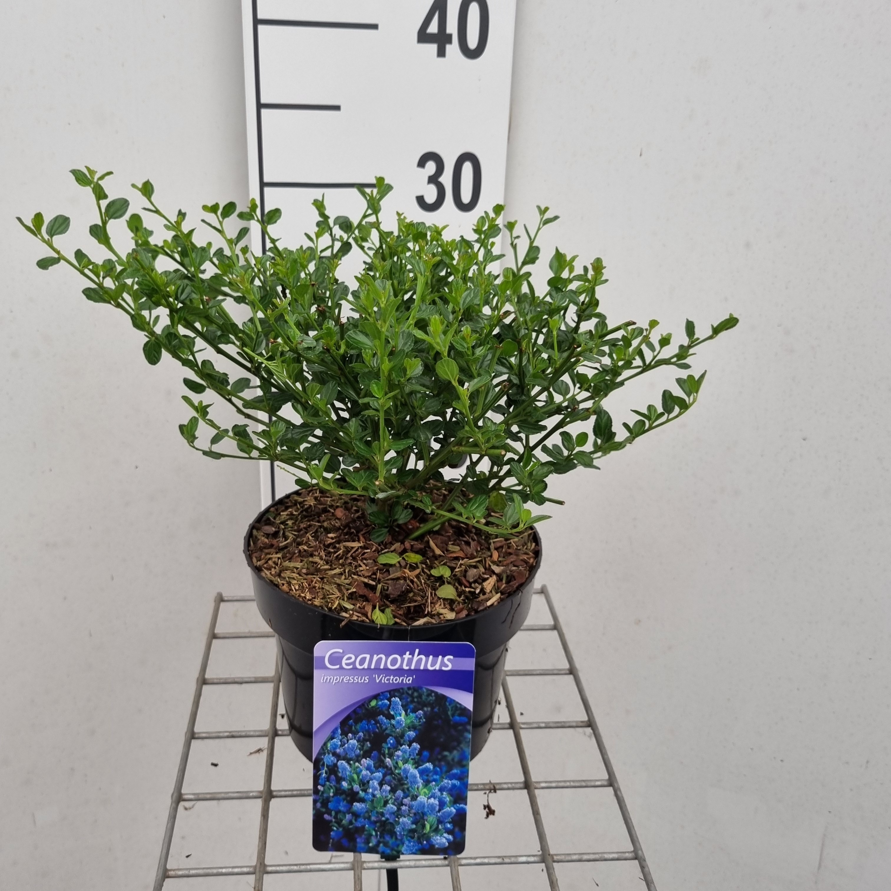 Picture of Ceanothus impressus Victoria P19 30CM (LOOSE)