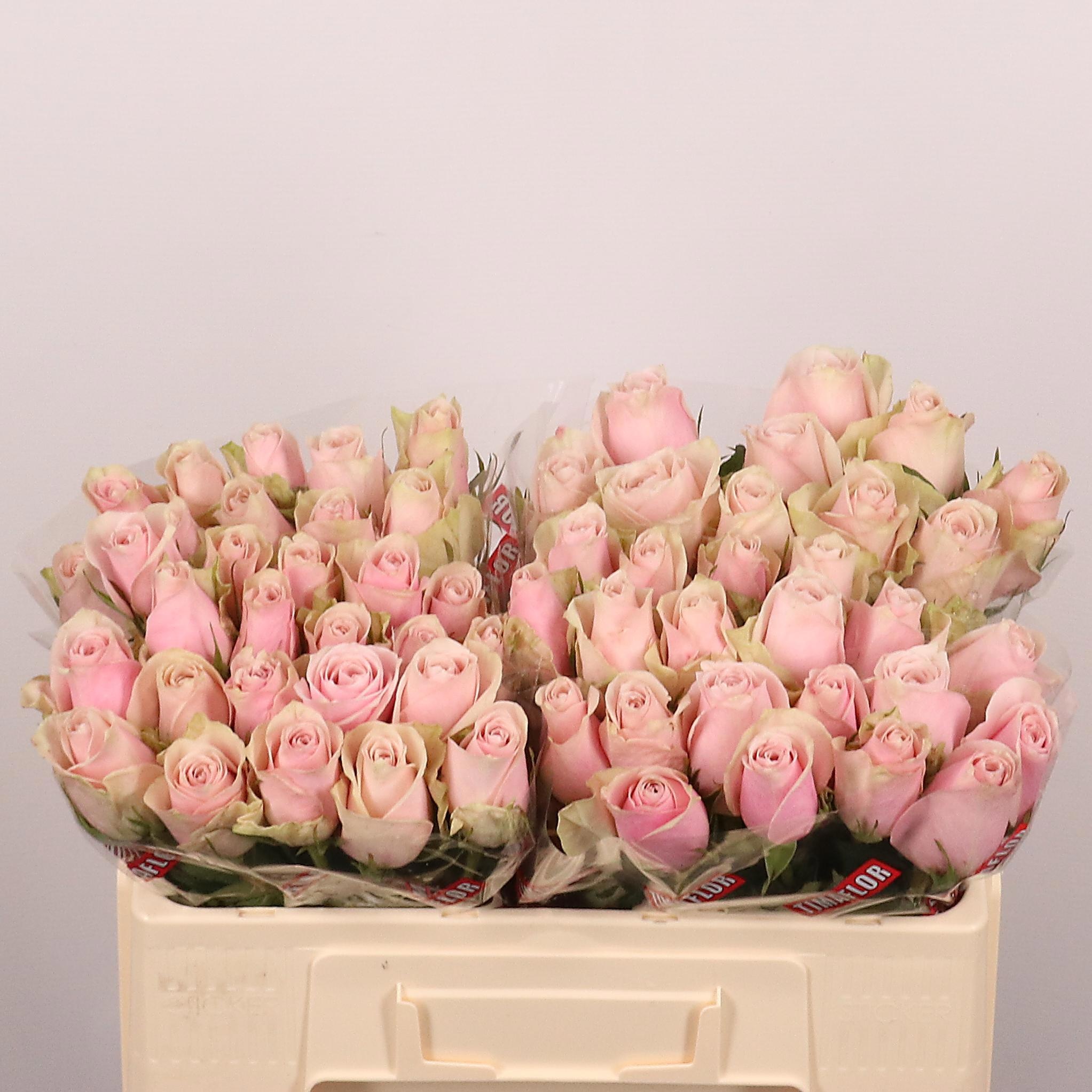 Rosa Pink Athena 50cm
