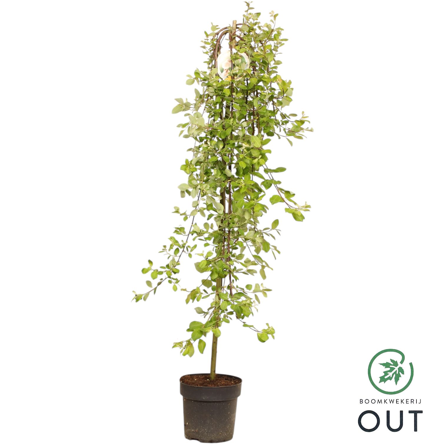 Picture of Salix capr. 'Kilmarnock' 120stam P26