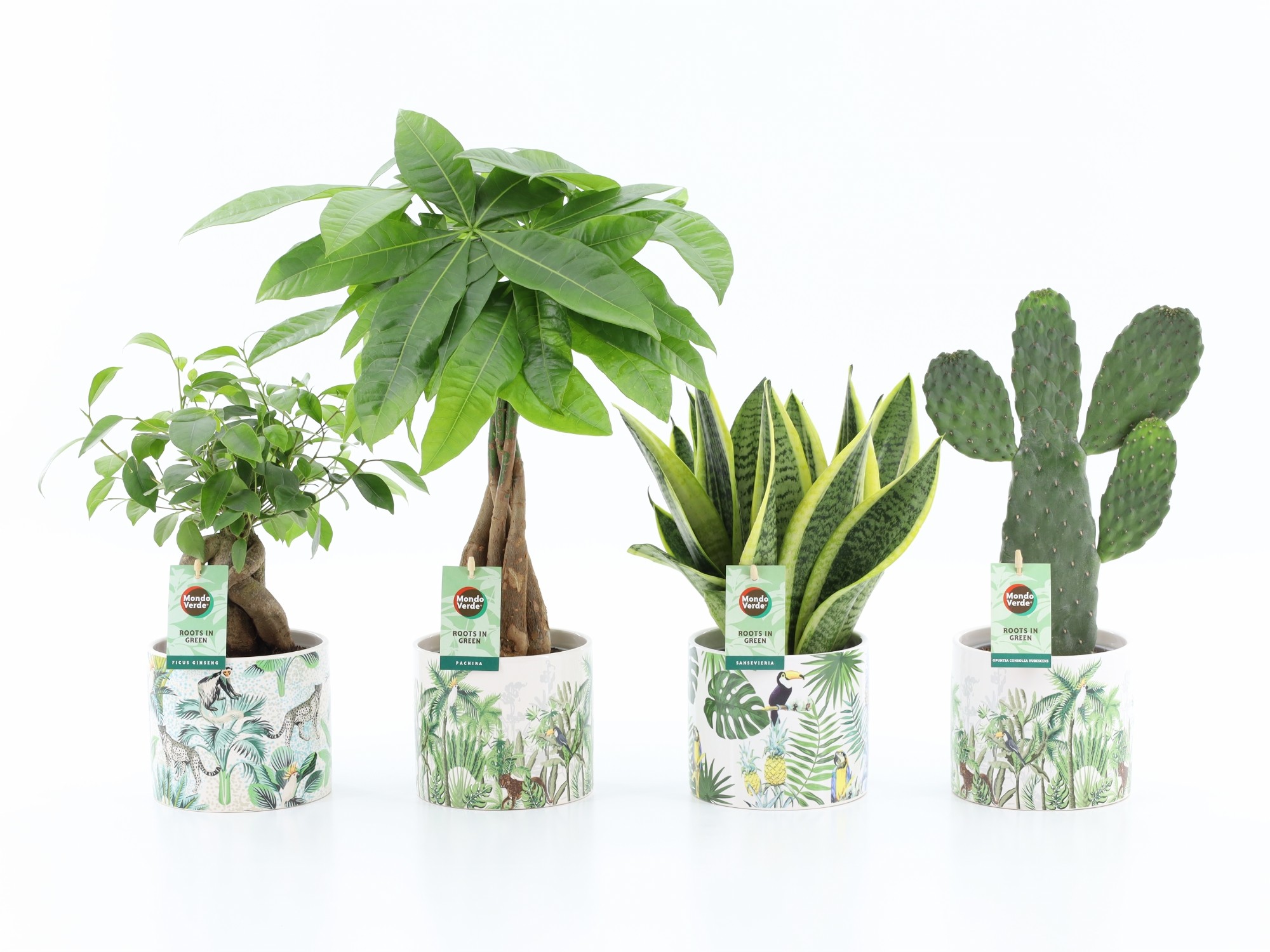 Picture of Houseplants Asia Mix in Jungle ceramic P14 35CM