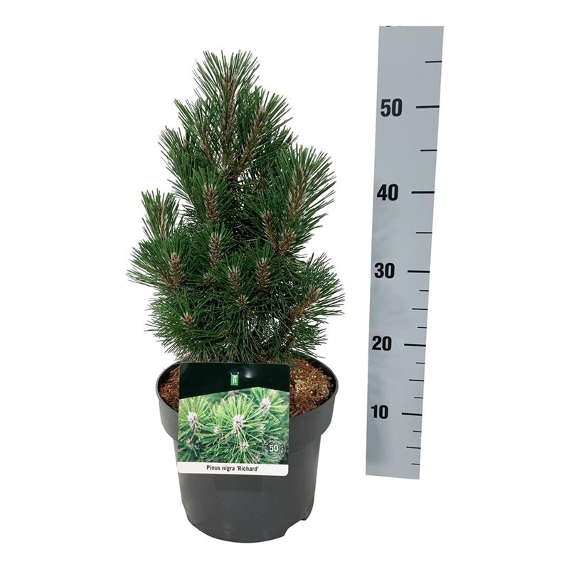 Picture of Pinus nigra 'Richard'