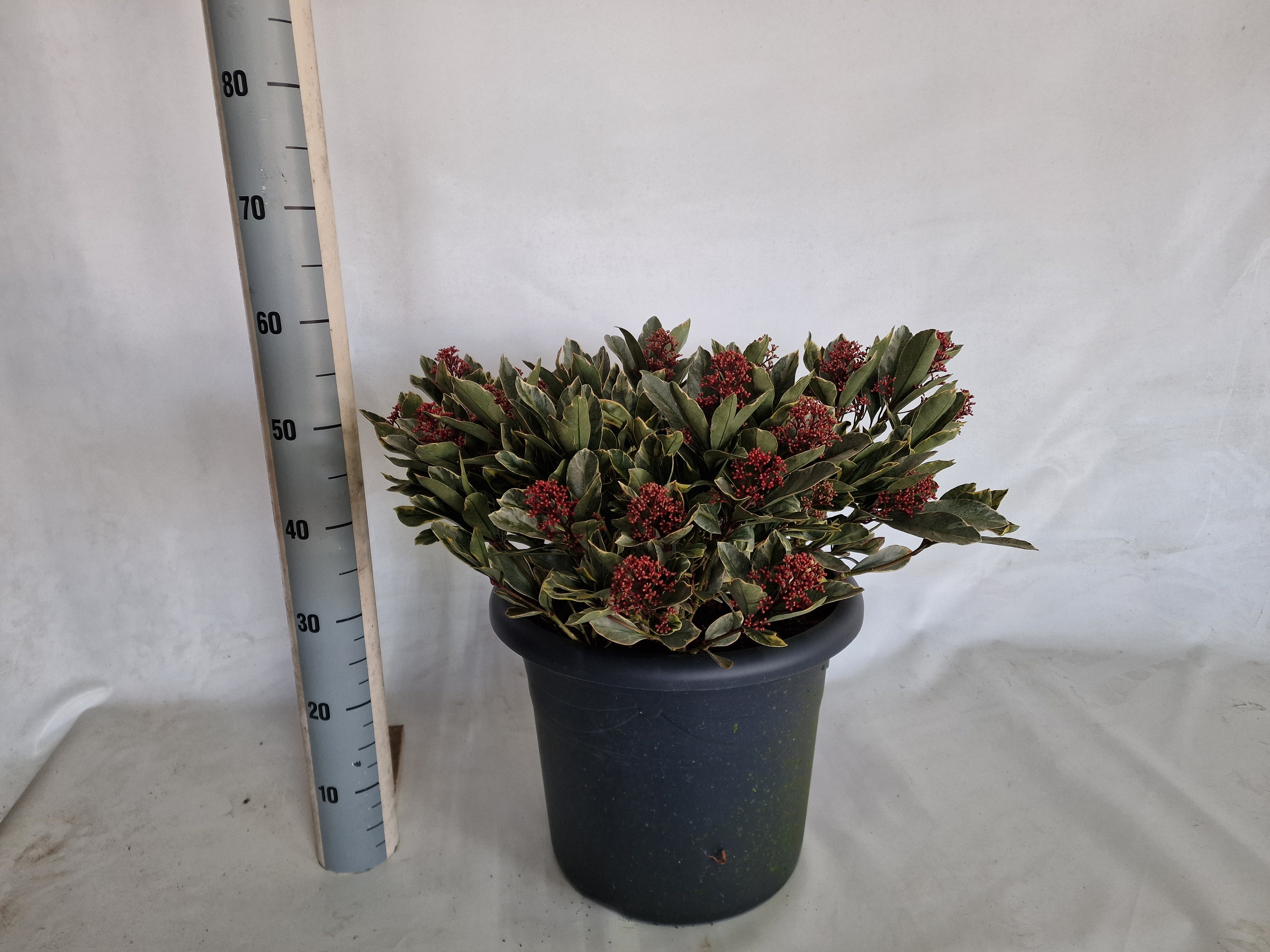 Picture of Skimmia Jap. Perosa P40-(25-LTR) 25+ FLOWER (LOOSE)