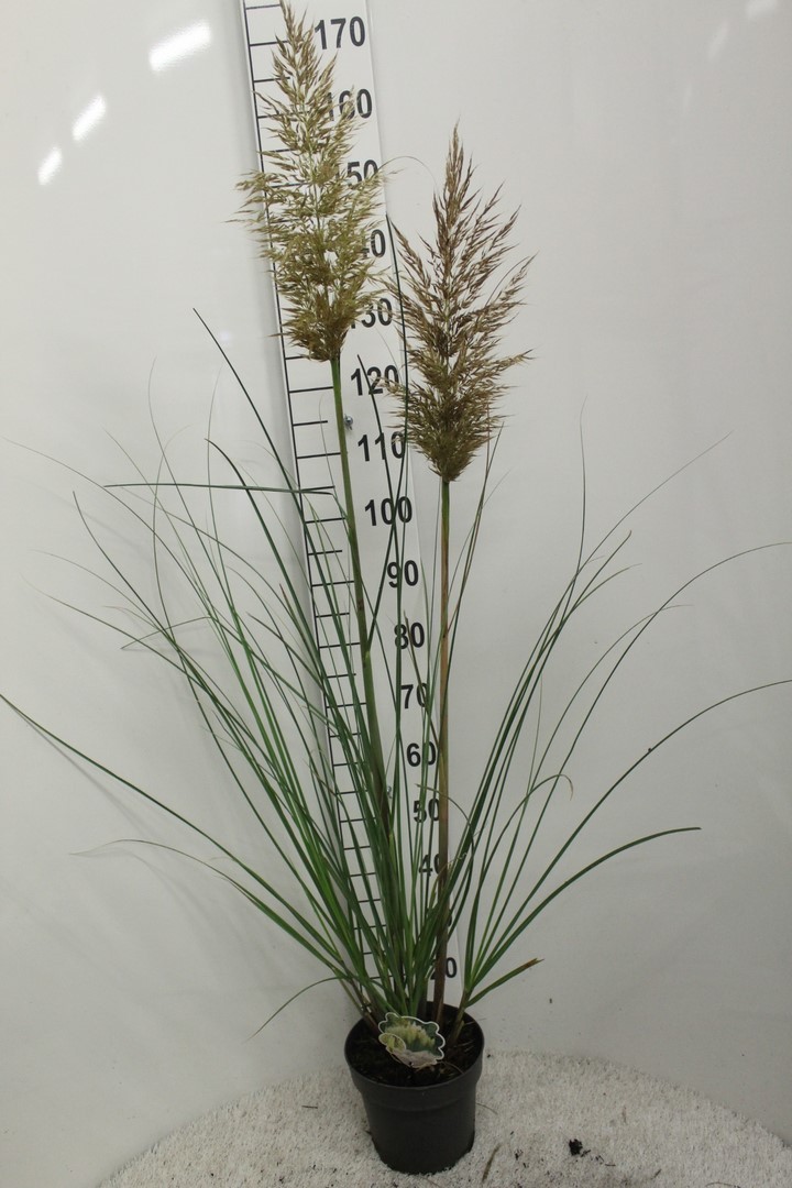 Picture of Cortaderia selloana Pumila P23 (5 Ltr)