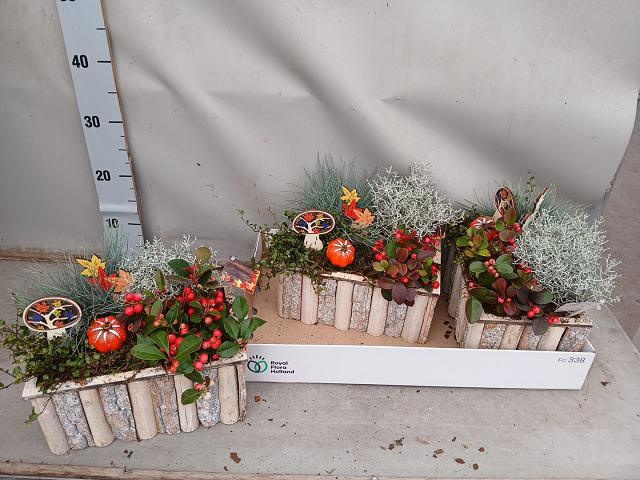 Arr Tuinplanten 28P 25cm