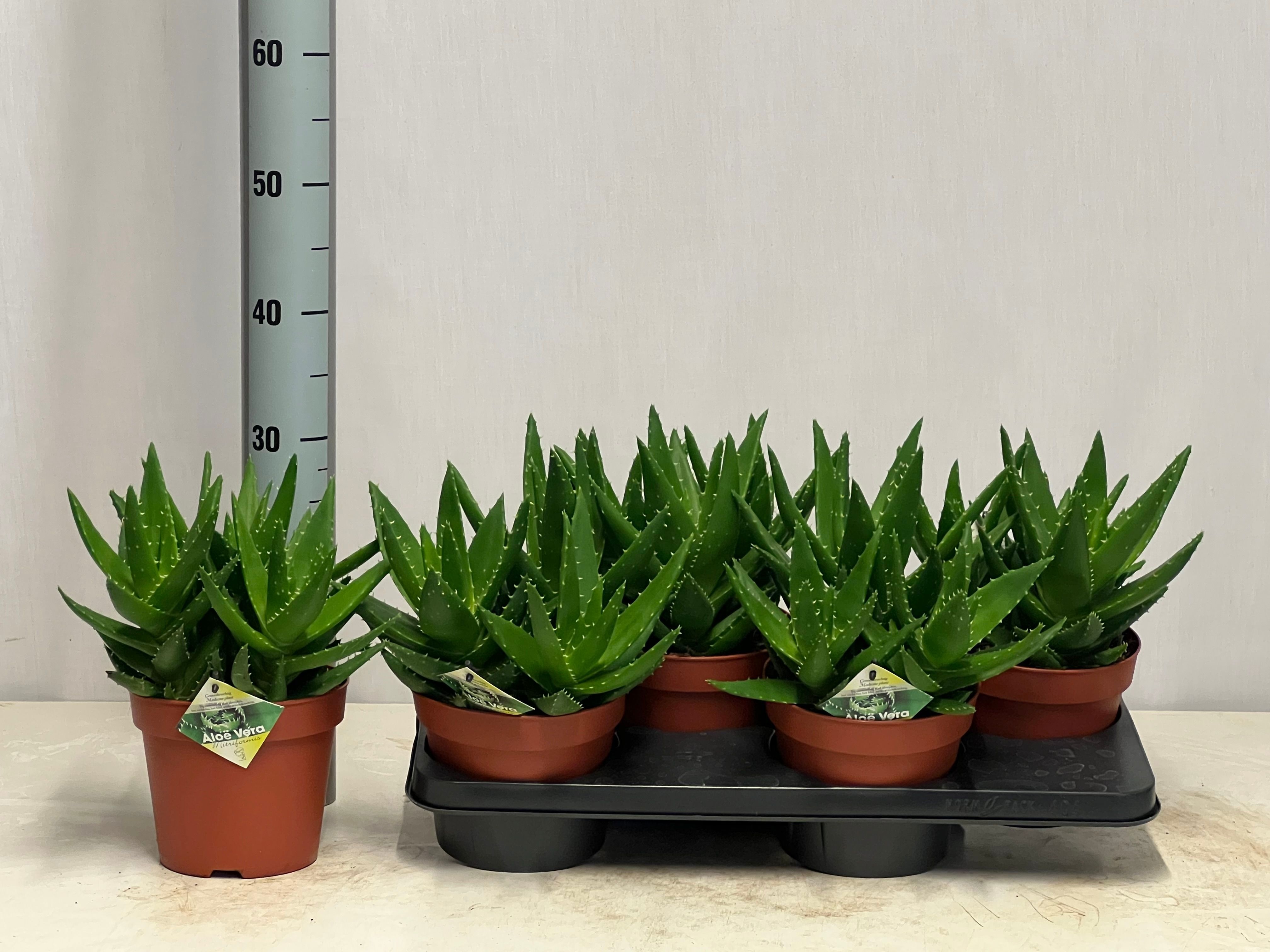 Aloe Perfoliata 17P 30H