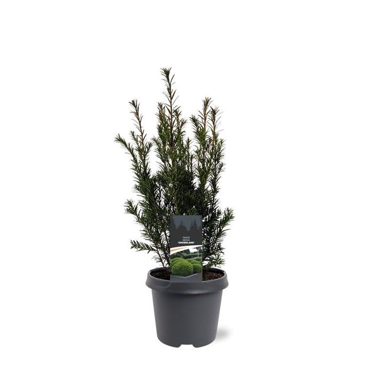 Taxus x media 'Groenland' | Gardenline