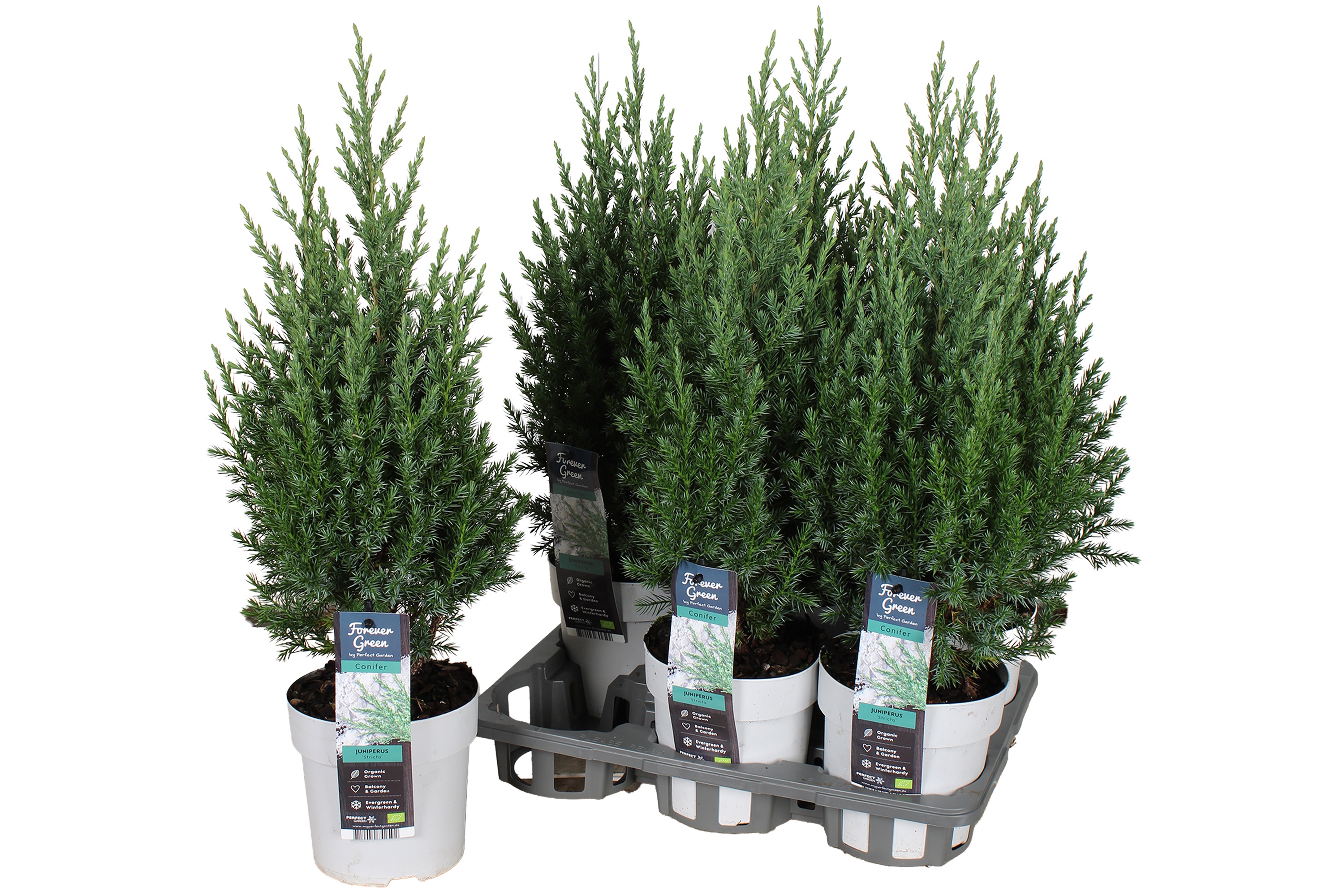 Juni Ch Stricta 14P 50H