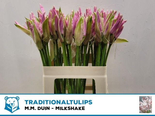 Ne Bo Milkshake 60cm