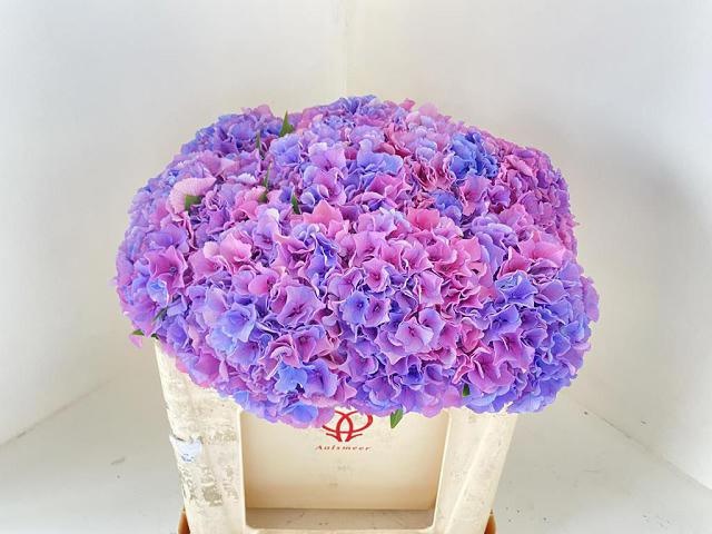 Hydrangea Royal Salute 50cm 16Ø