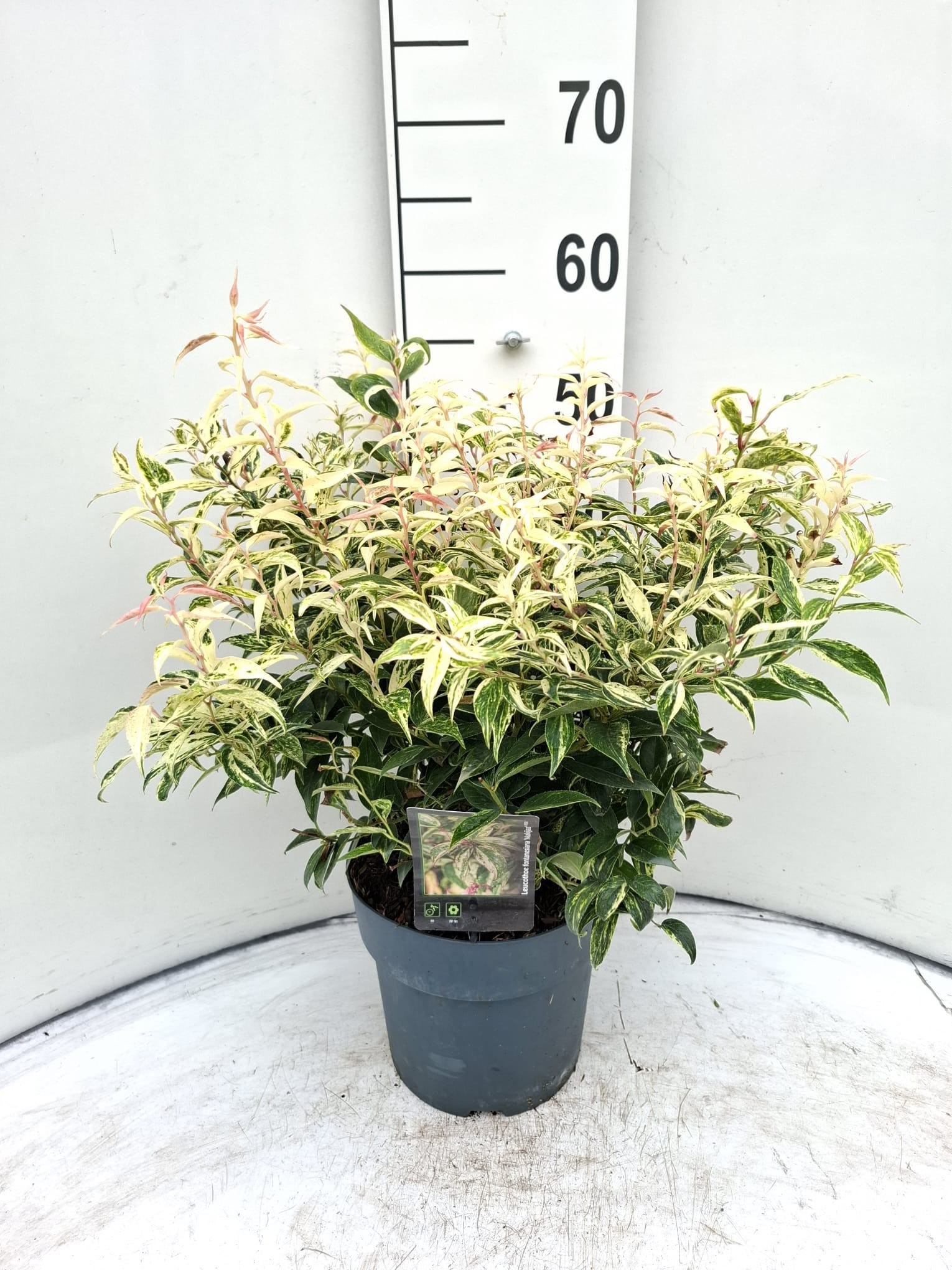 Leucothoe fontanesiana 'Makijaz'