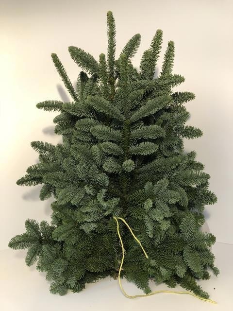 Abies Nobilis Blue Per Pack