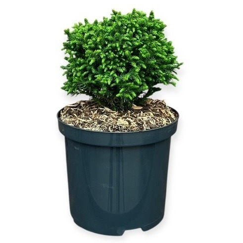 Cryptomeria japonica 'Green Pearl'