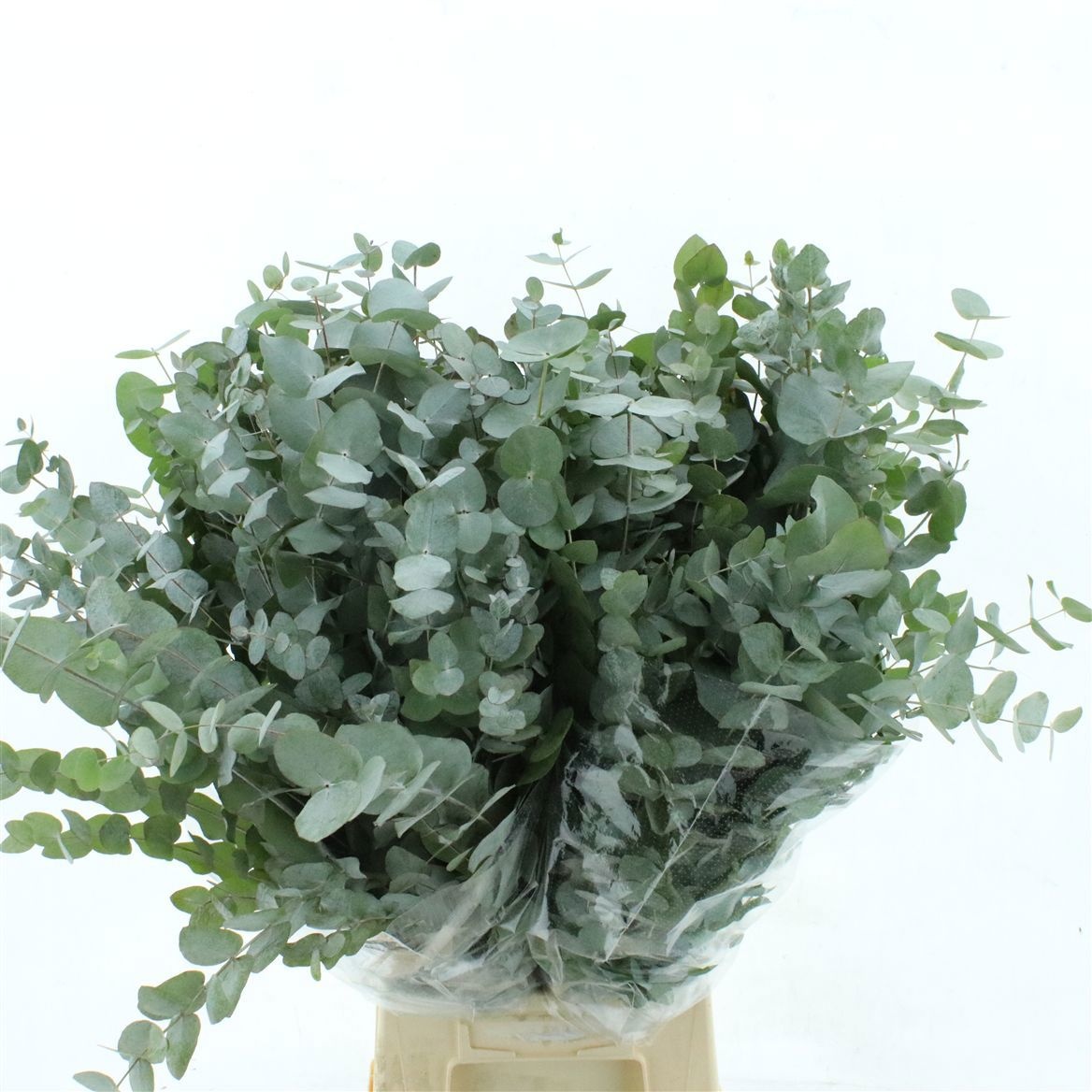 Euc Cinerea Per Bos 80L.cm 300gram
