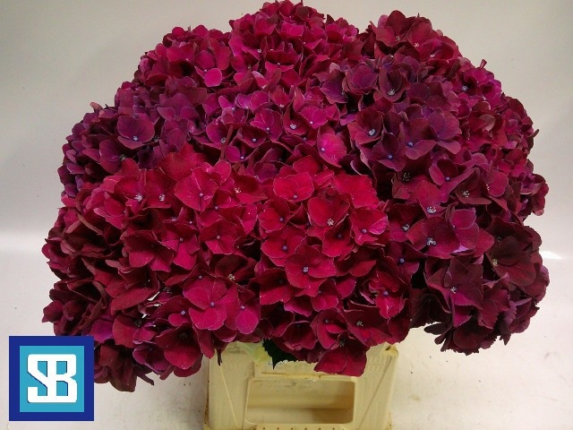 Hydrangea Mag Pink Ruby 60cm 19Ø