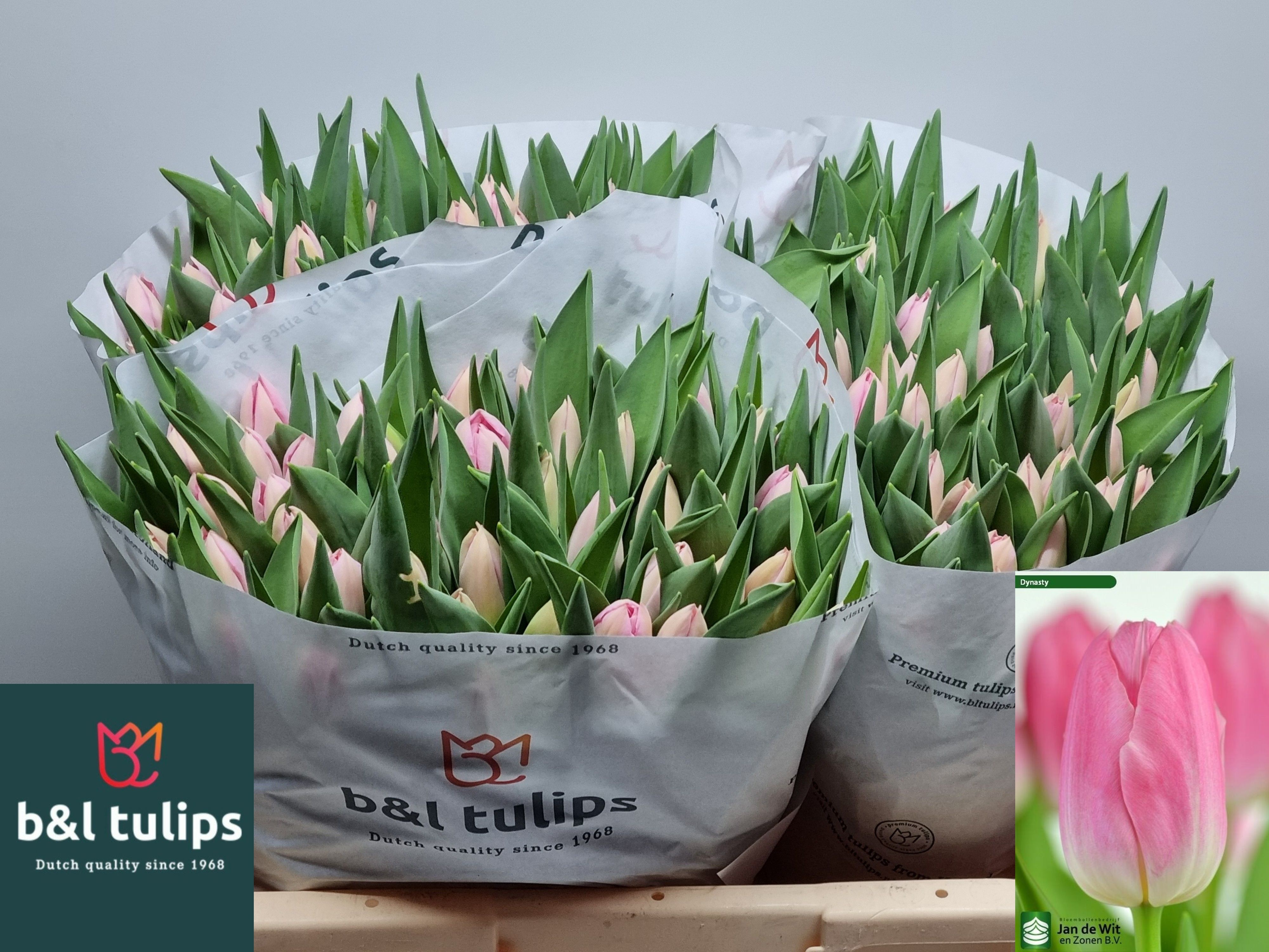 Tulipa Dynasty 38cm 40gram