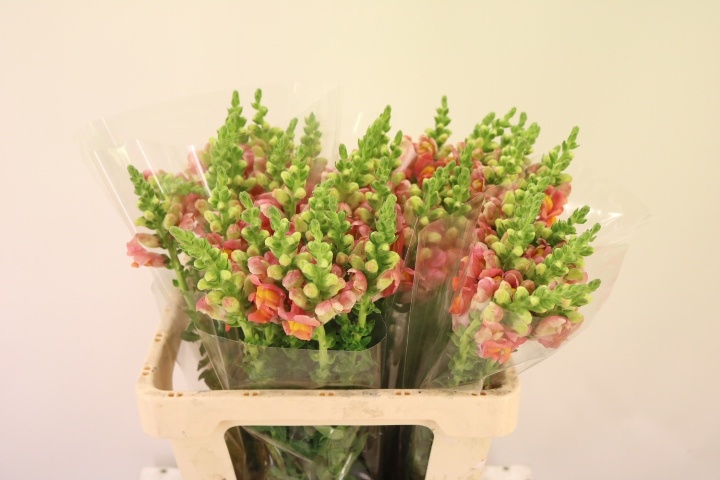 Antirrhinum Poto Dark Orange 60cm