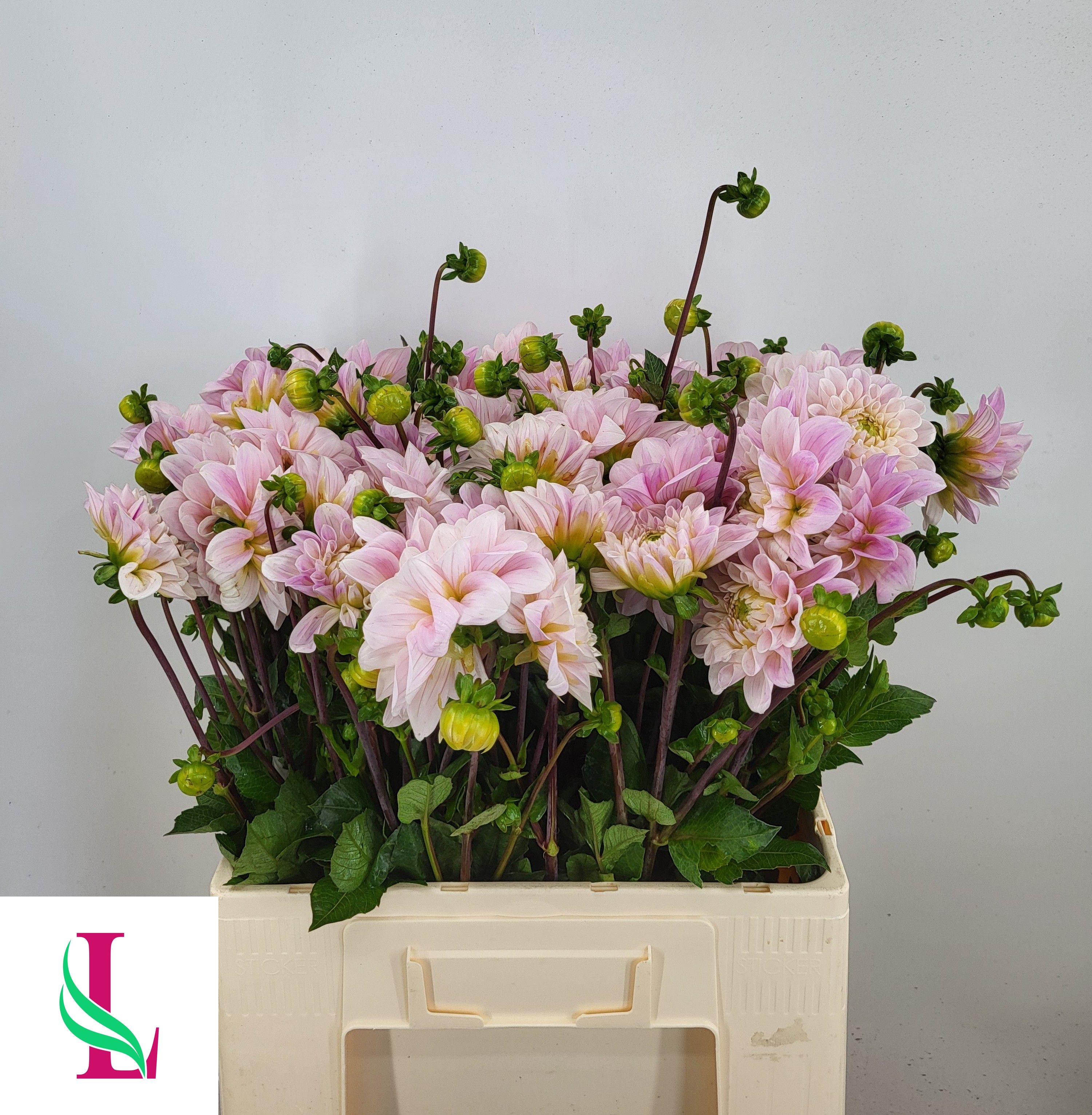 Dahlia Sweet Nathalie 50cm