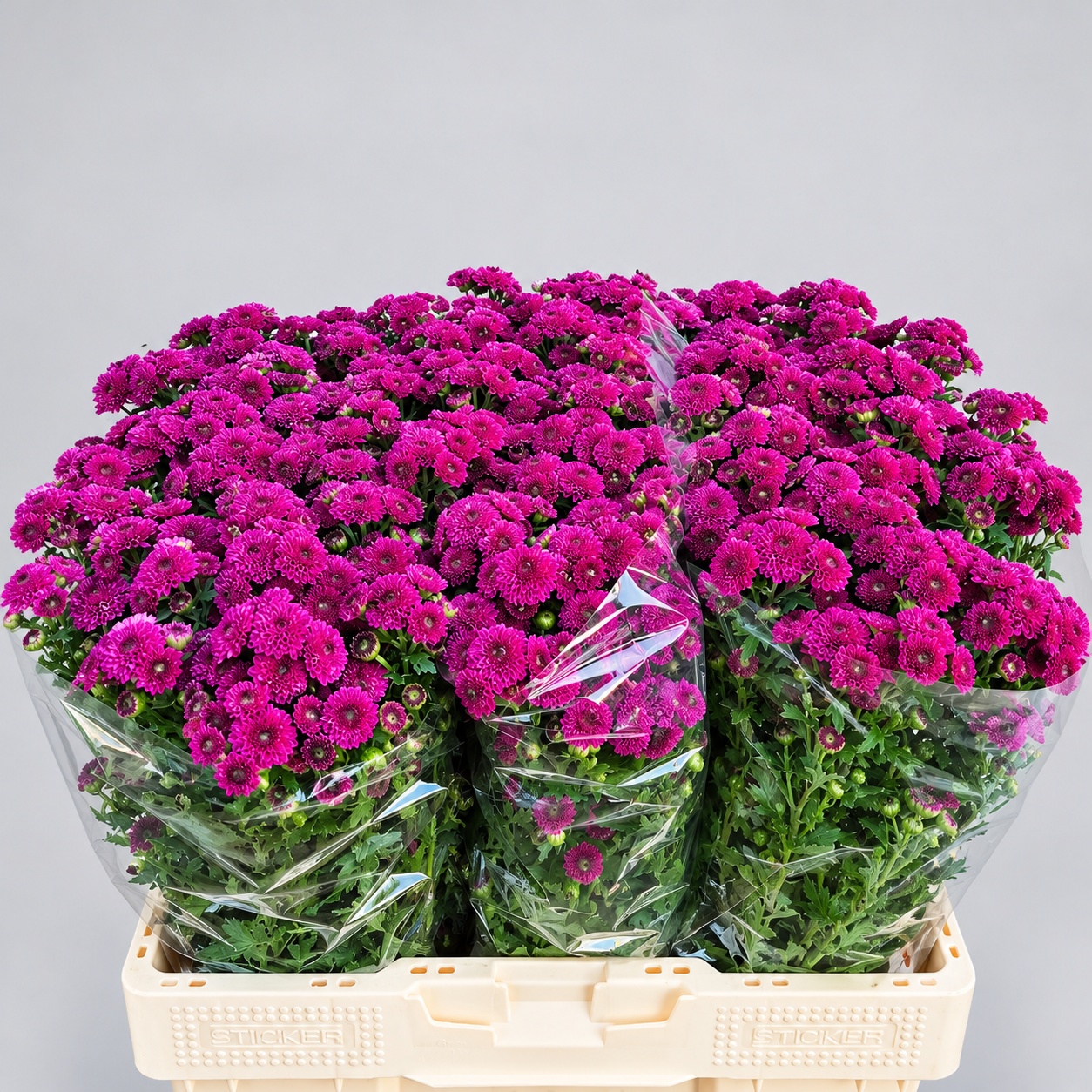 Chrys Santini Calimero D Pink 55cm 115Ø