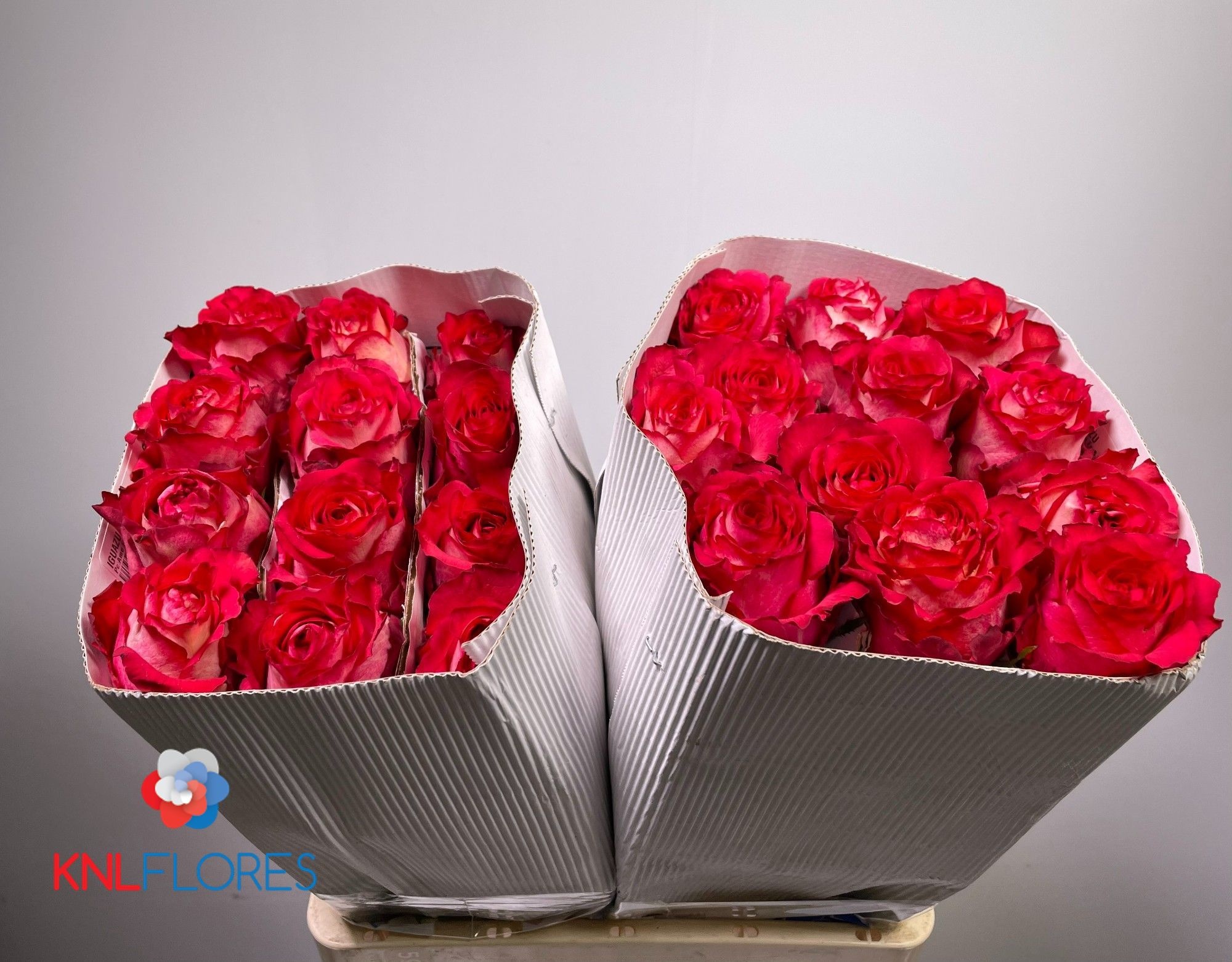 Rosa 50cm