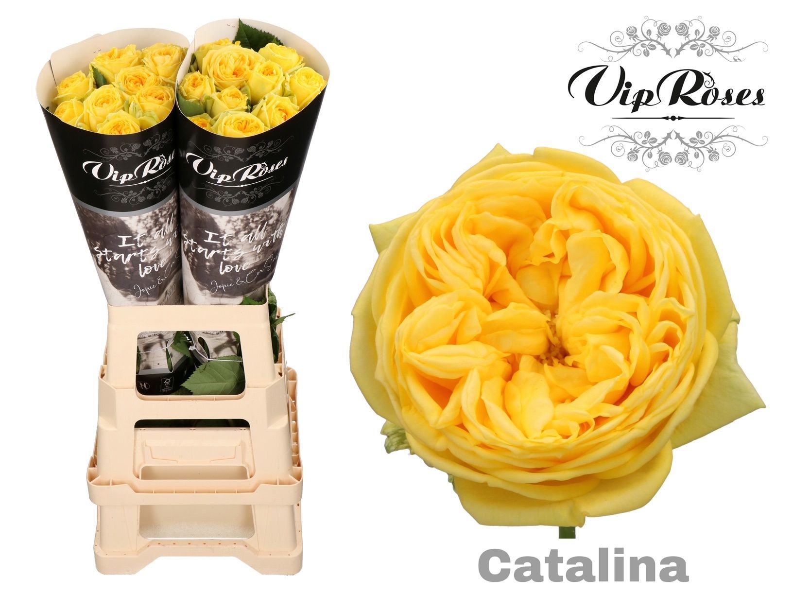 R Gr Catalina@ 70L.cm 34bloei