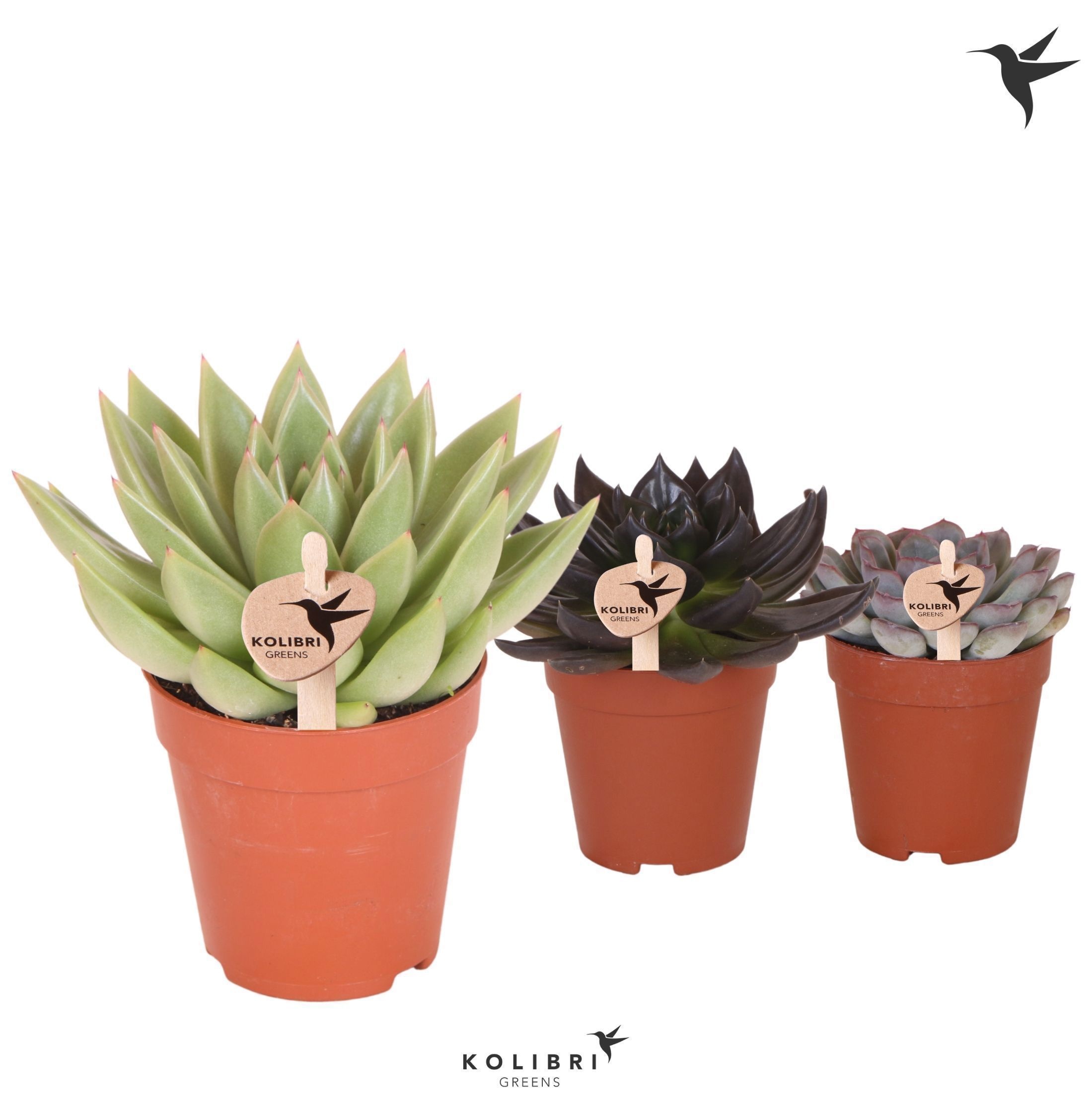 Echeveria Kolibri Greens Succulenten Echeveria mix