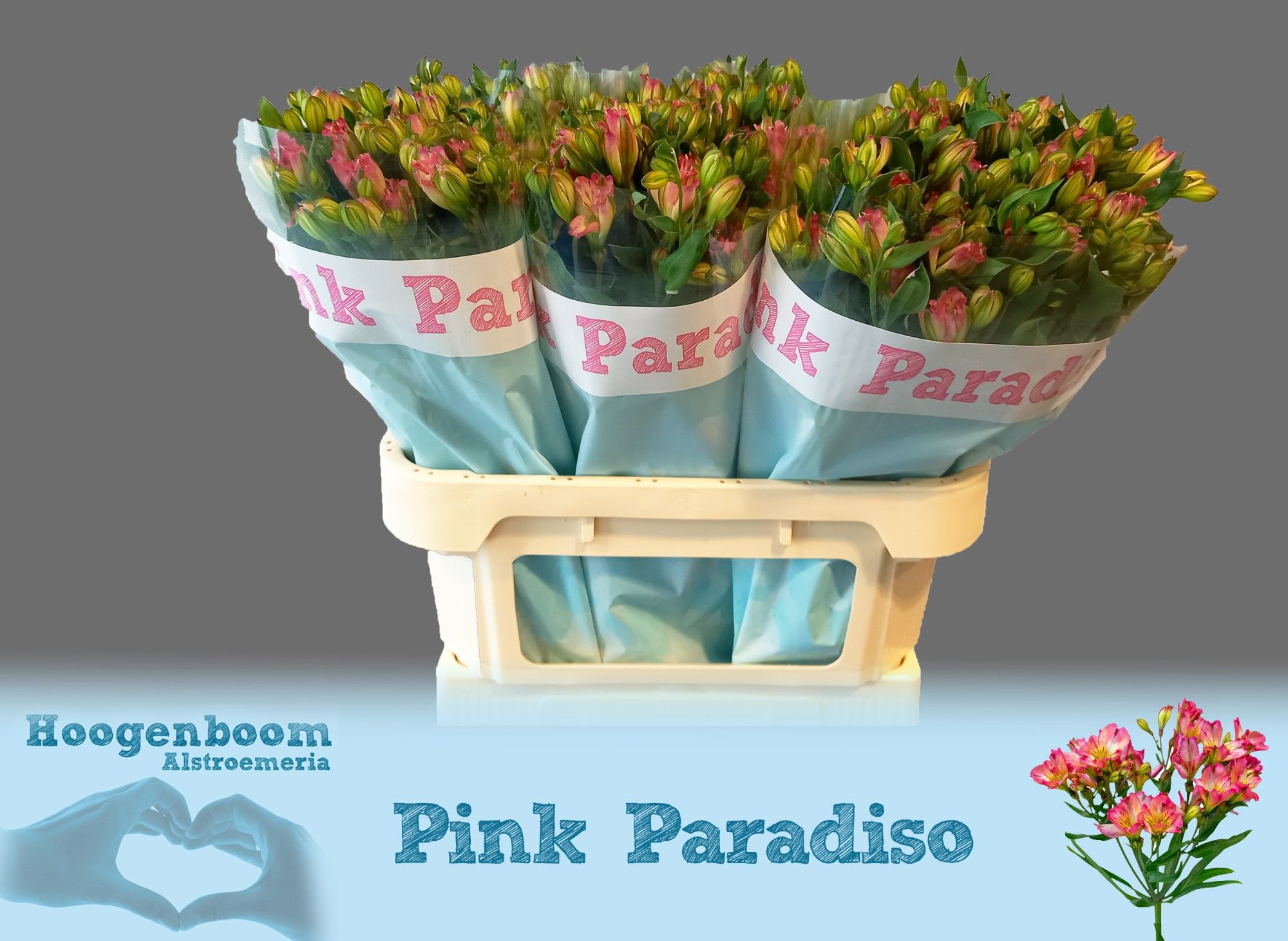 Alst Fl Pin Paradiso