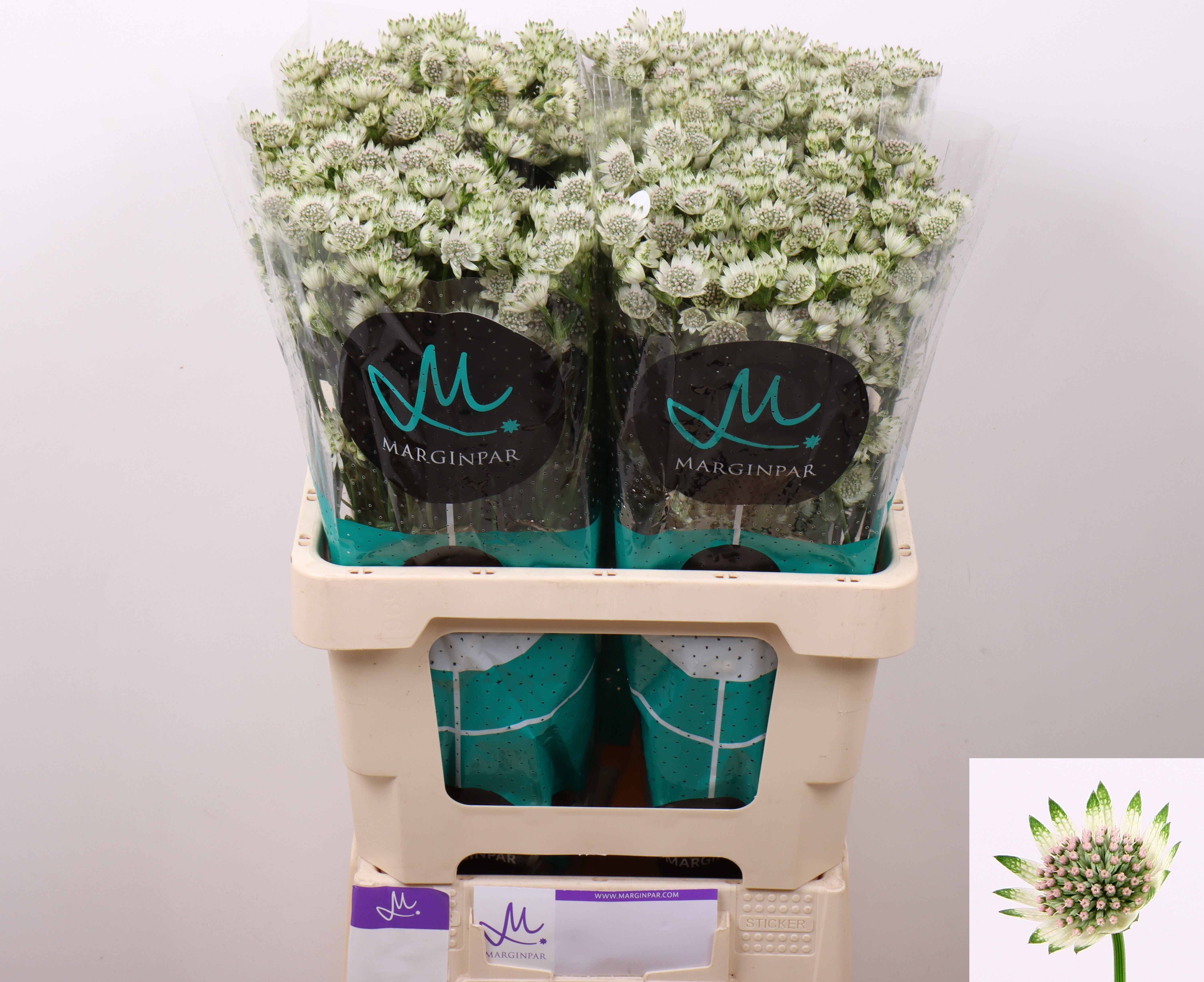 Astrantia Major Million Star 60cm