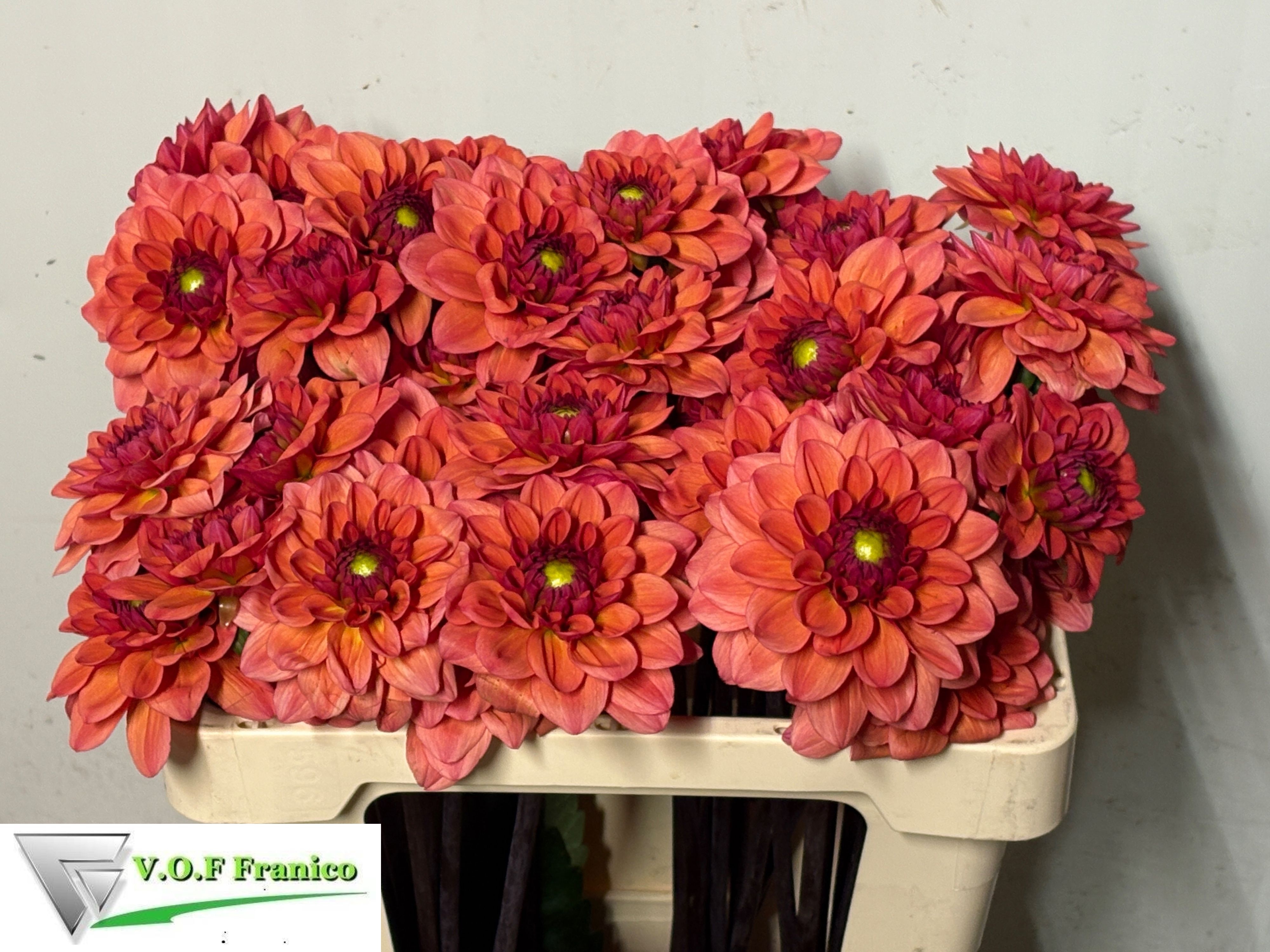 Dahlia Orange Fox 50cm